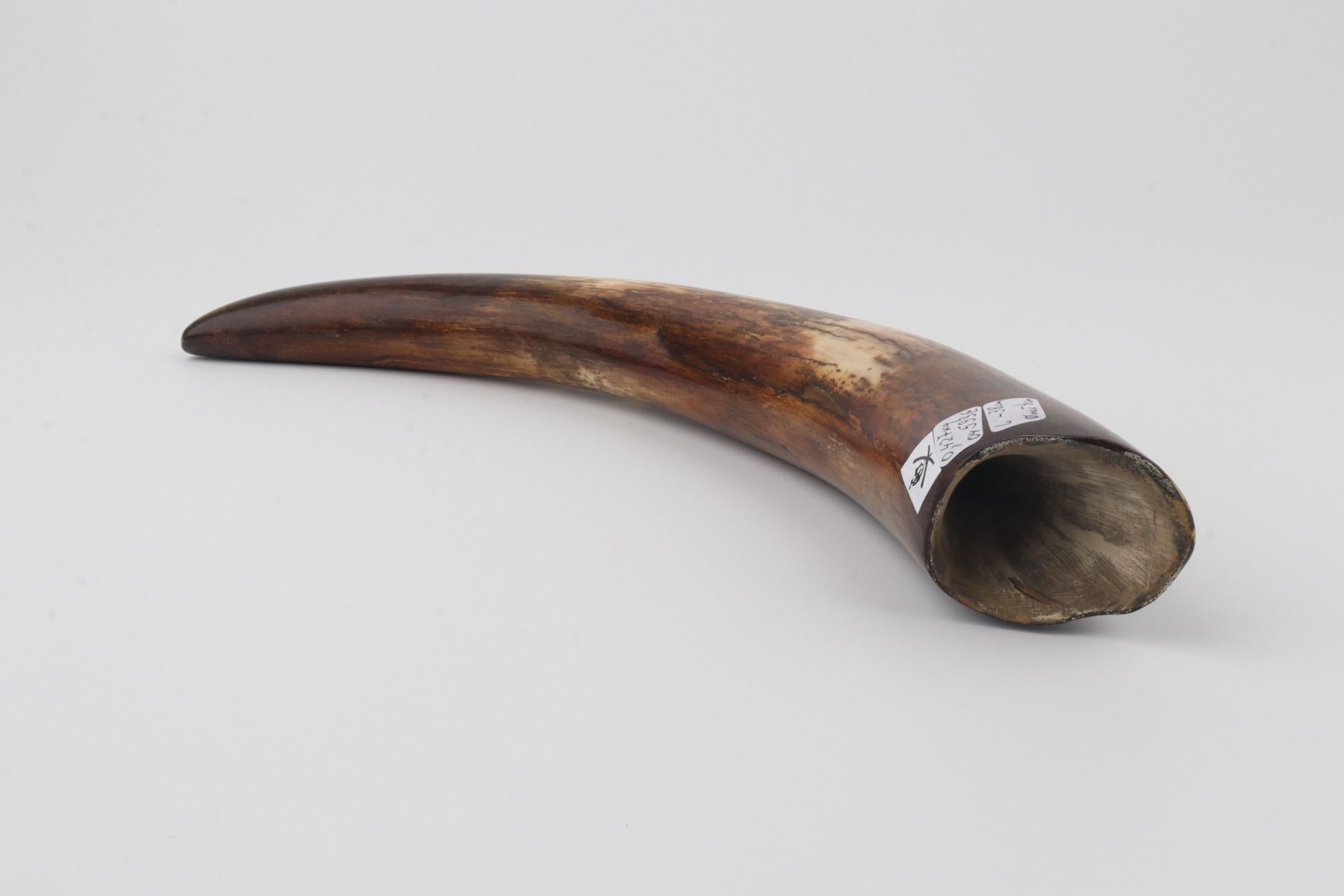 Restored woolly mammoth tusk