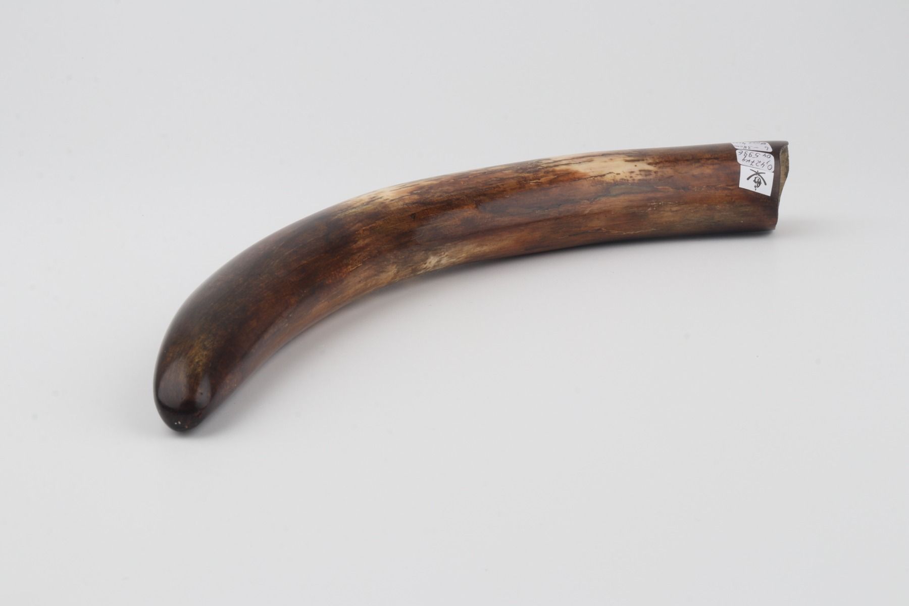 Restored woolly mammoth tusk