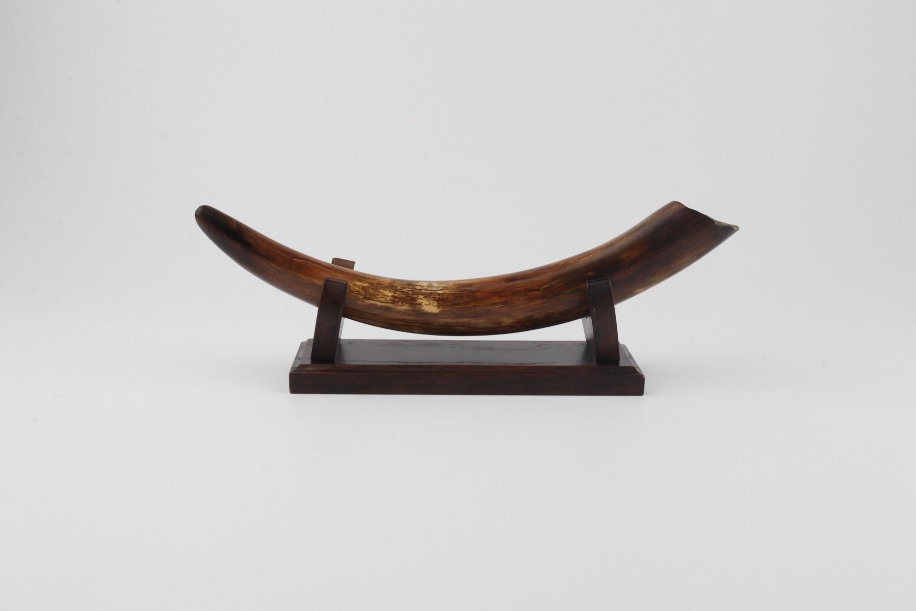 Restored woolly mammoth tusk