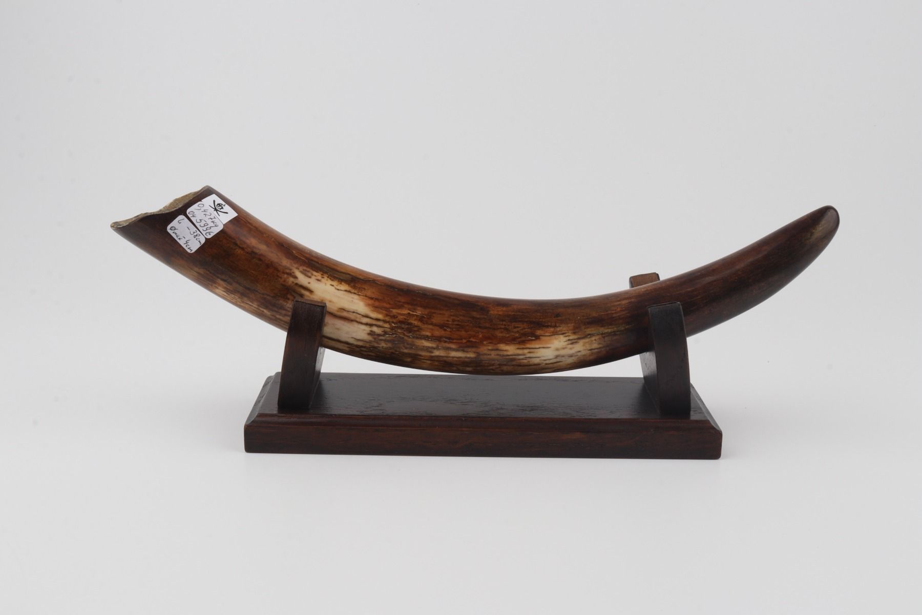 Restored woolly mammoth tusk