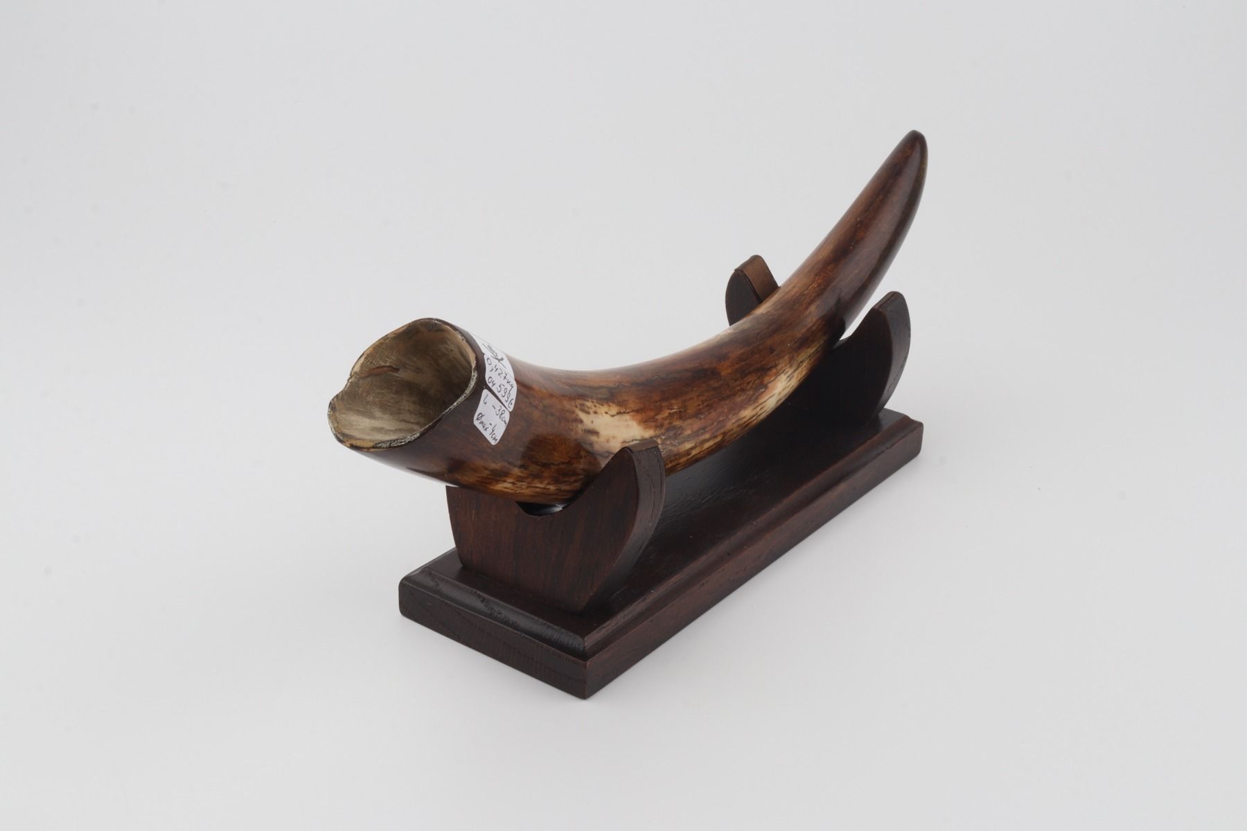 Restored woolly mammoth tusk