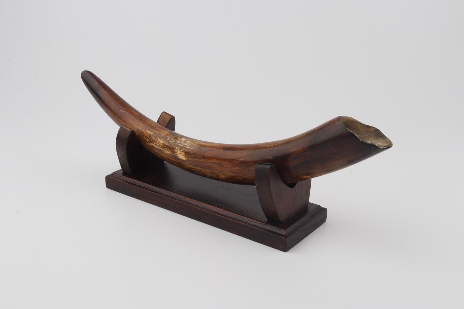Restored woolly mammoth tusk