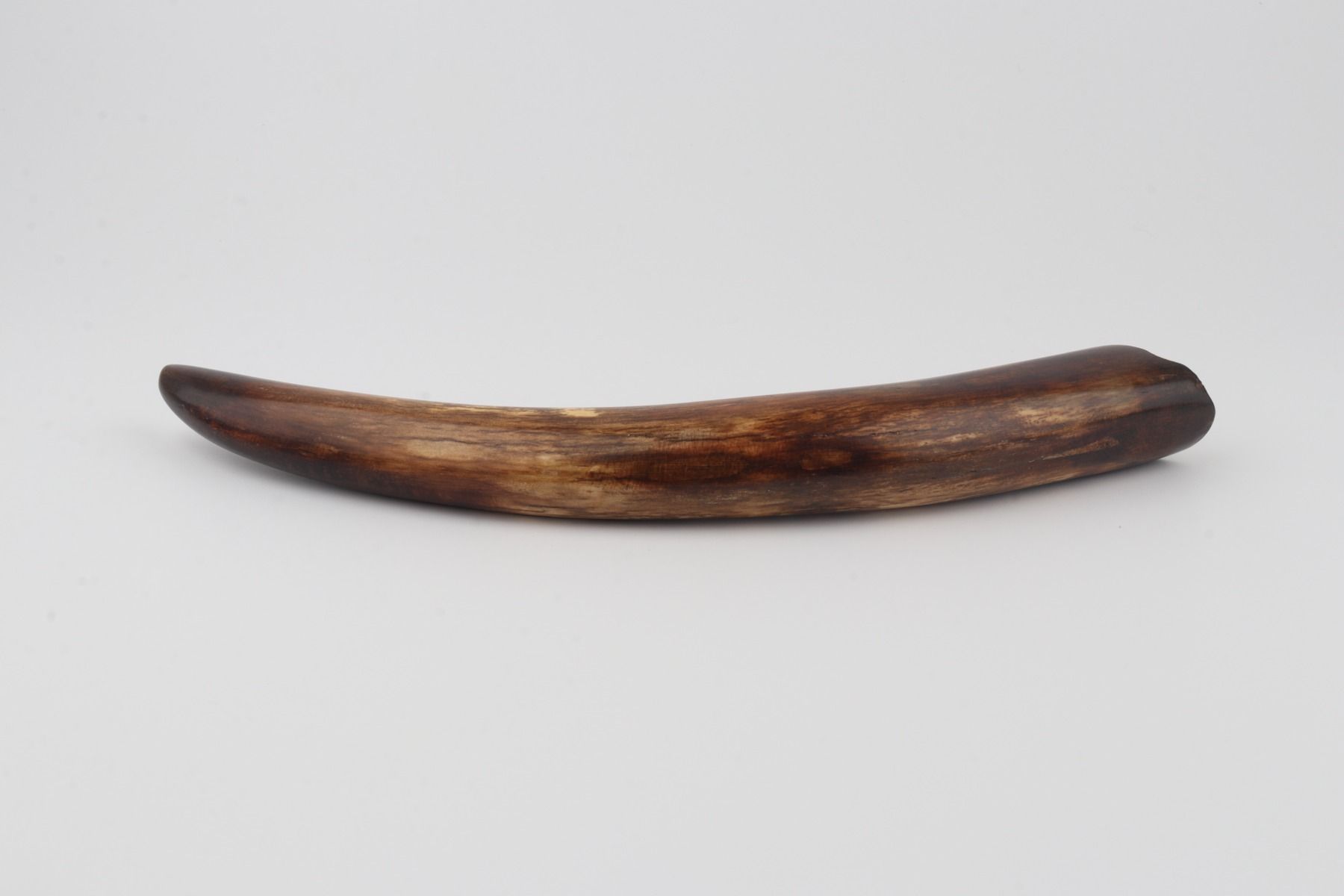 Restored woolly mammoth tusk