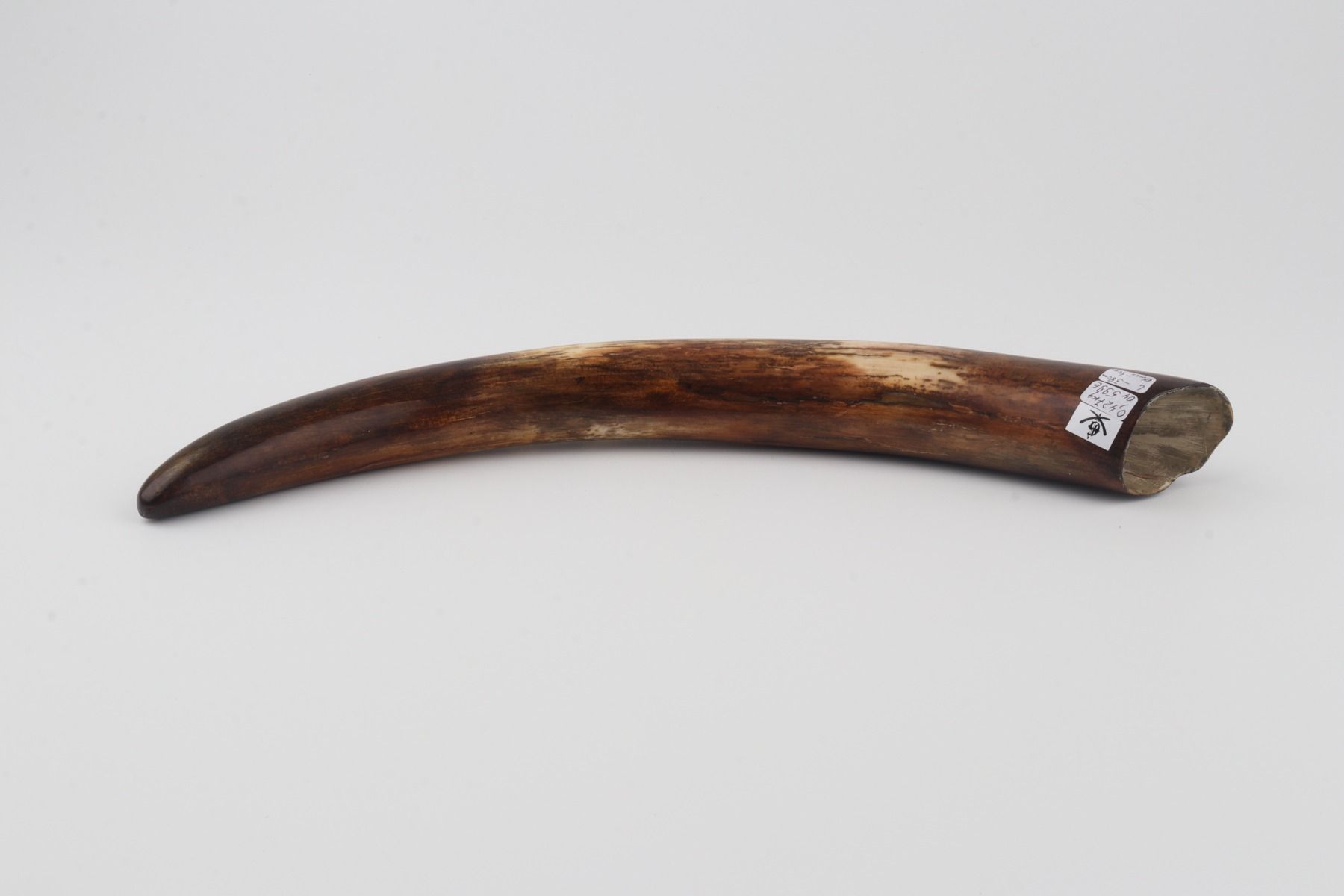 Restored woolly mammoth tusk