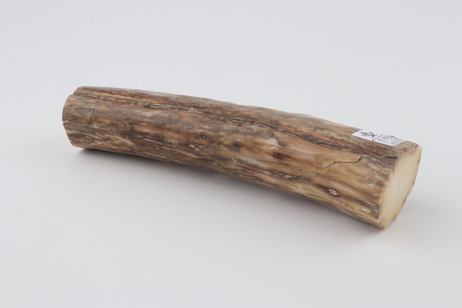 Round mammoth ivory piece