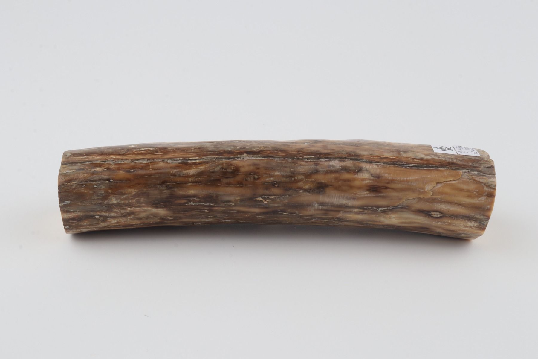 Round mammoth ivory piece