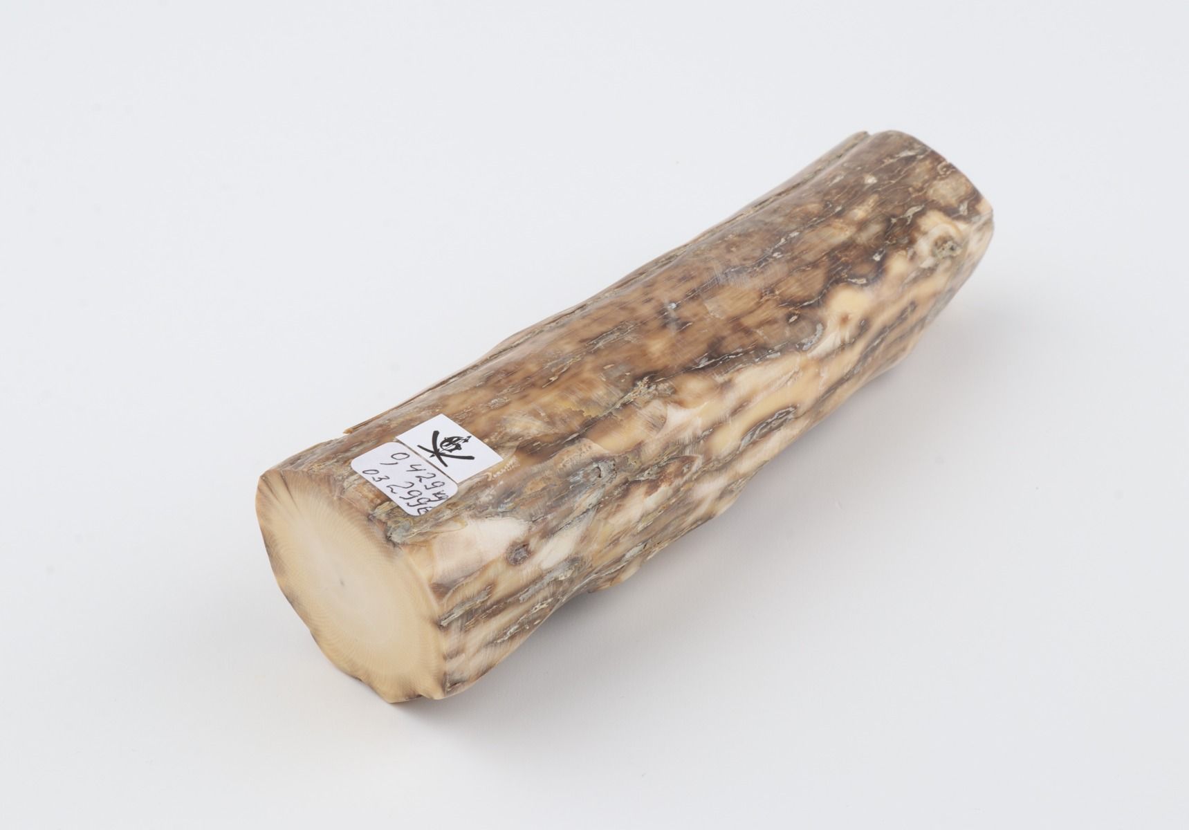 Round mammoth ivory piece