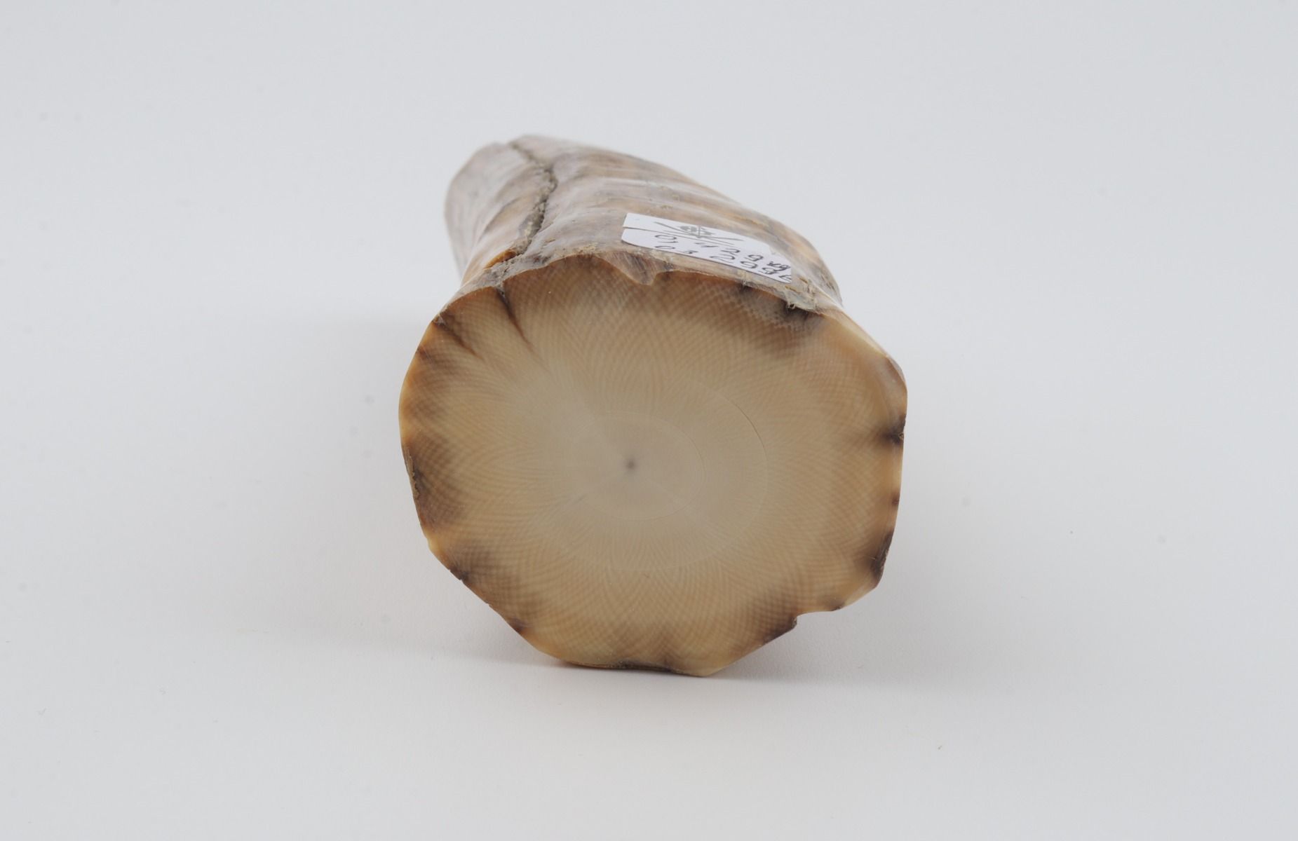 Round mammoth ivory piece
