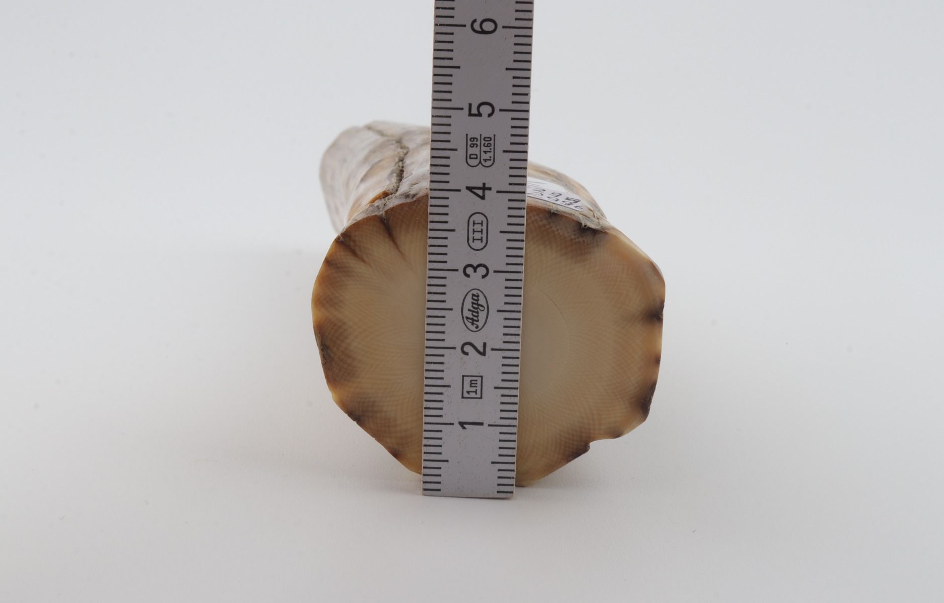 Round mammoth ivory piece