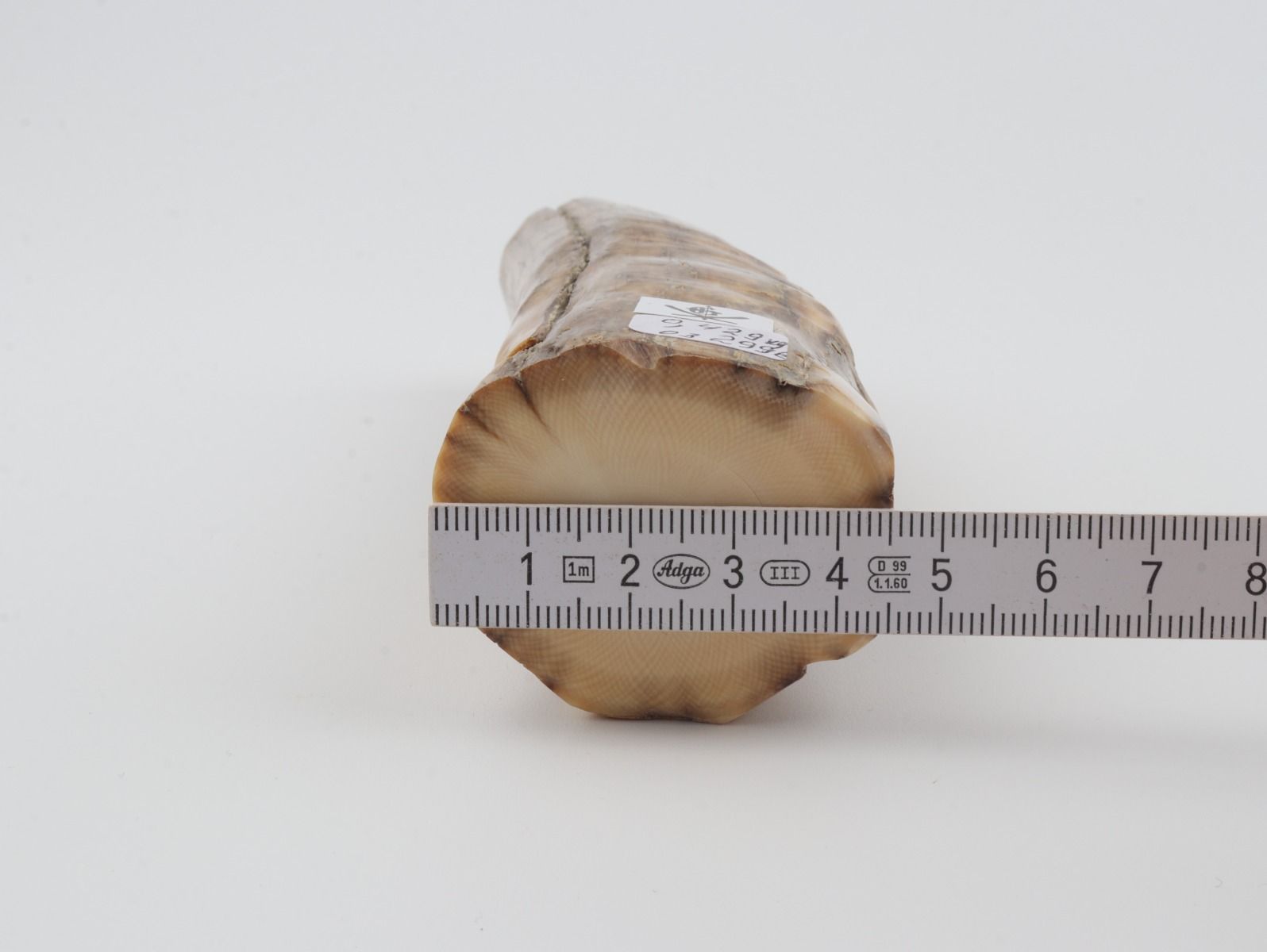 Round mammoth ivory piece