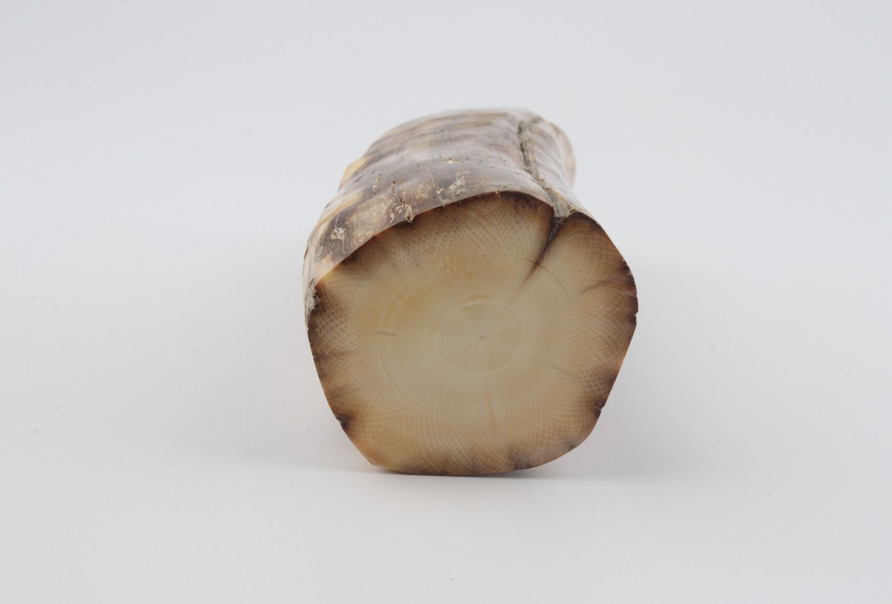 Round mammoth ivory piece
