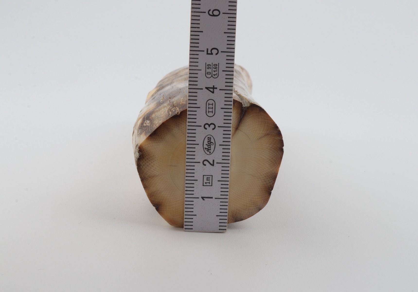 Round mammoth ivory piece