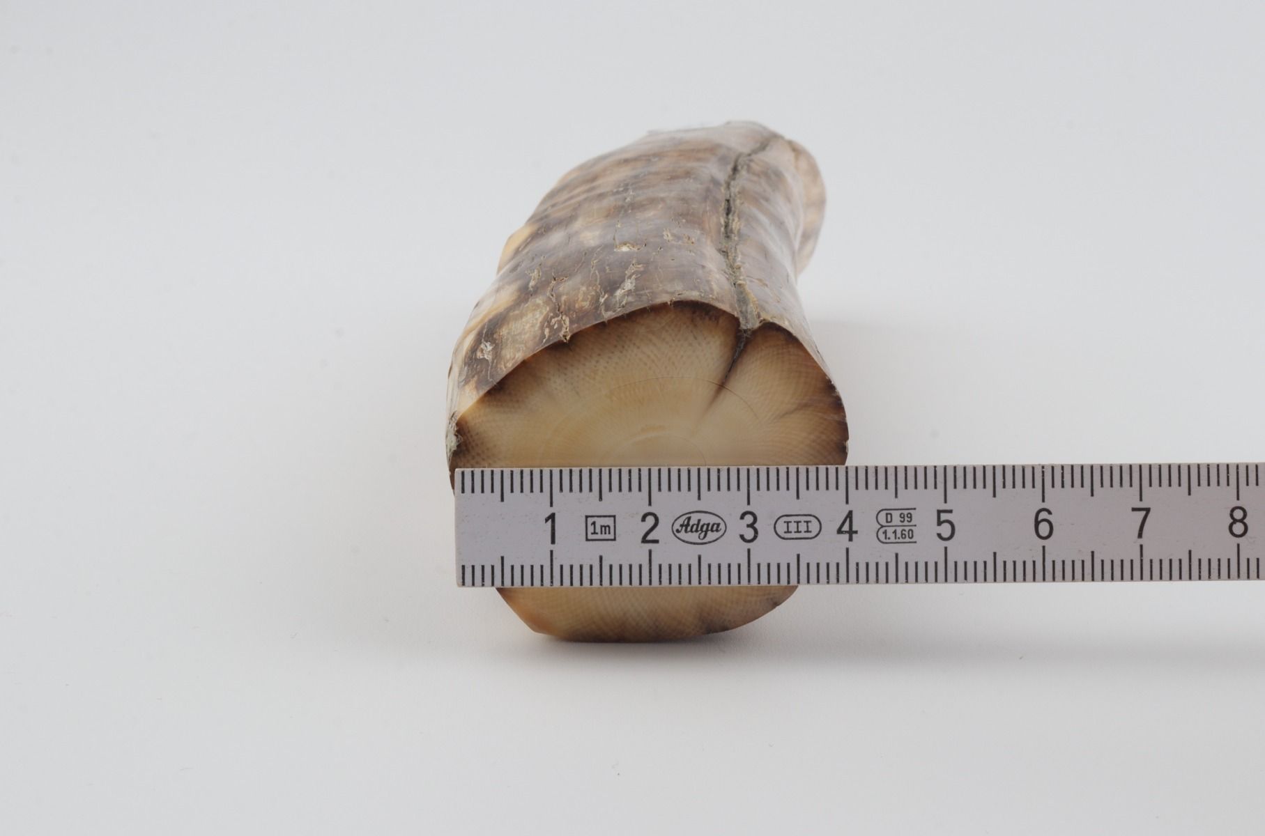 Round mammoth ivory piece