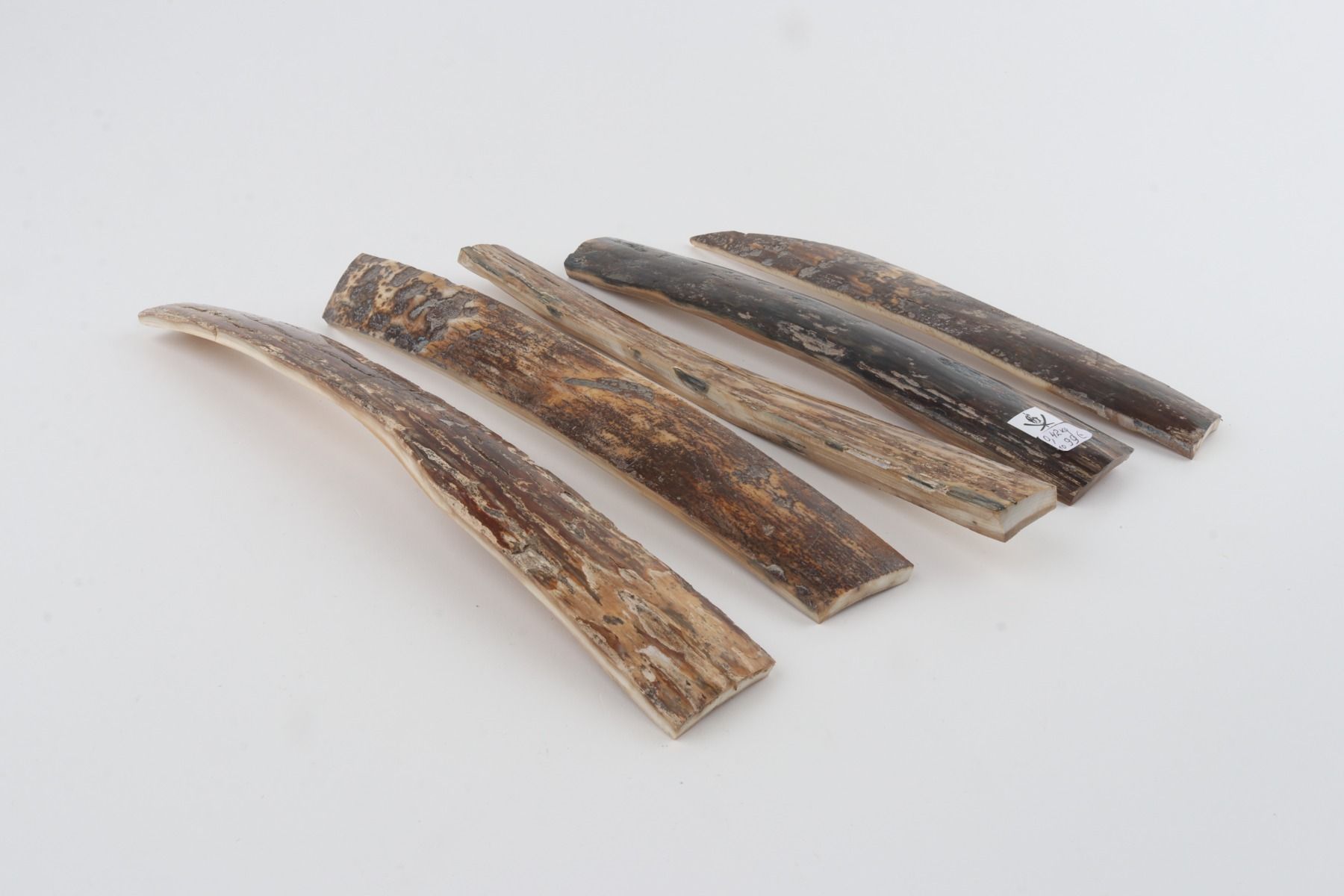 Natural woolly mammoth bark pieces