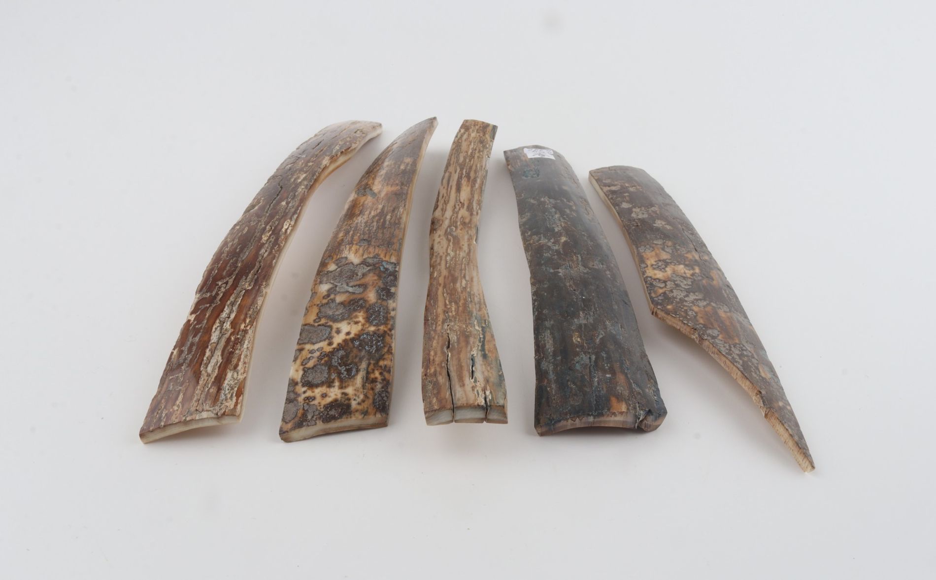 Natural woolly mammoth bark pieces