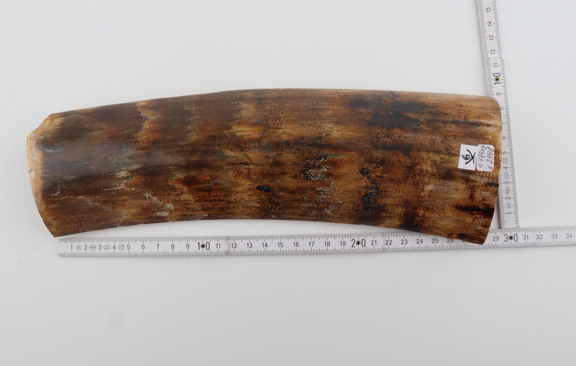 Brown-yellow mammoth bark 