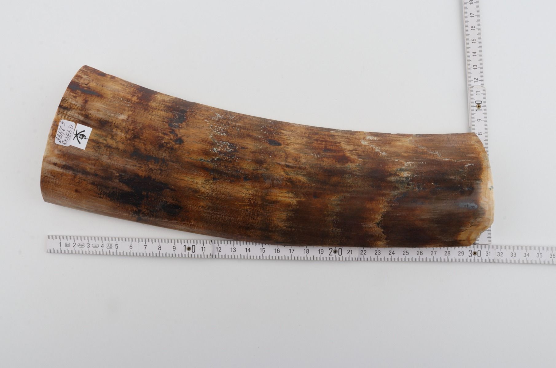 Brown-yellow mammoth bark 