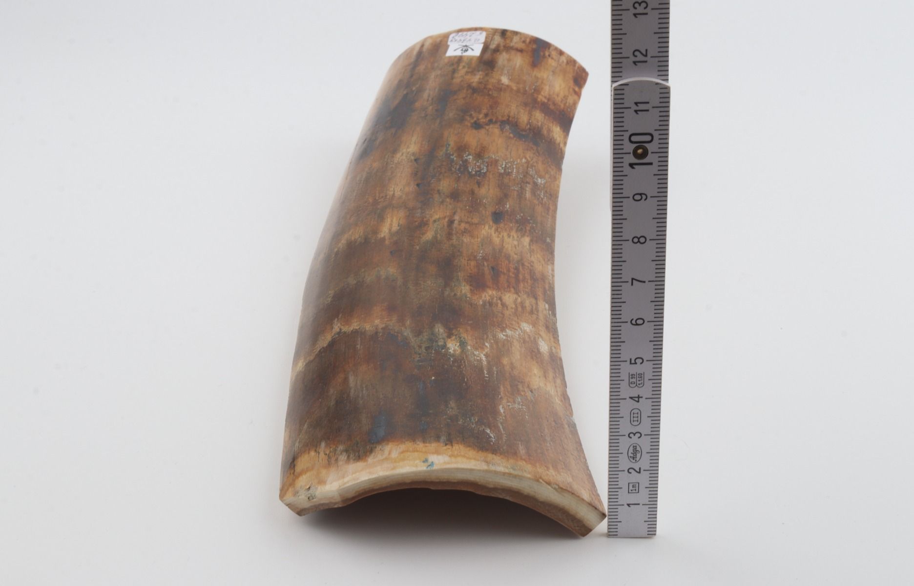 Brown-yellow mammoth bark 