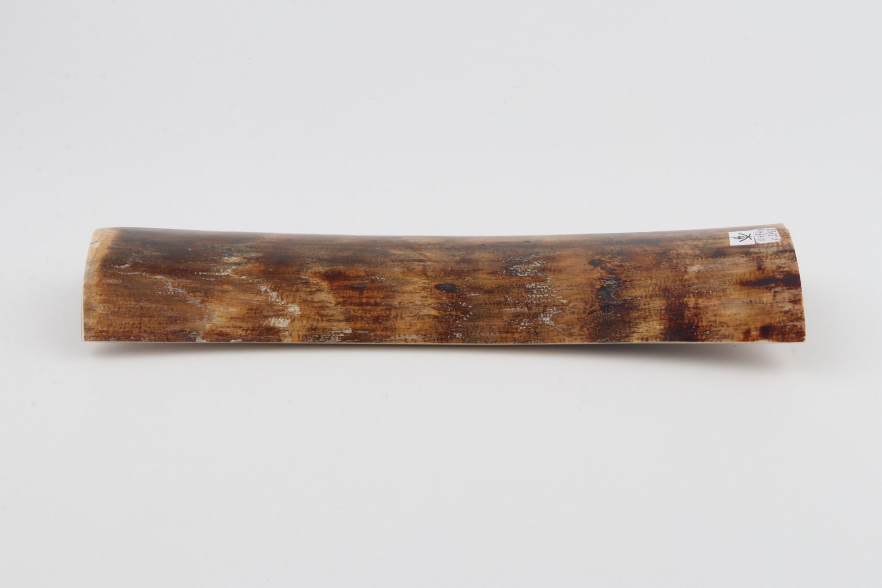 Brown-yellow mammoth bark 