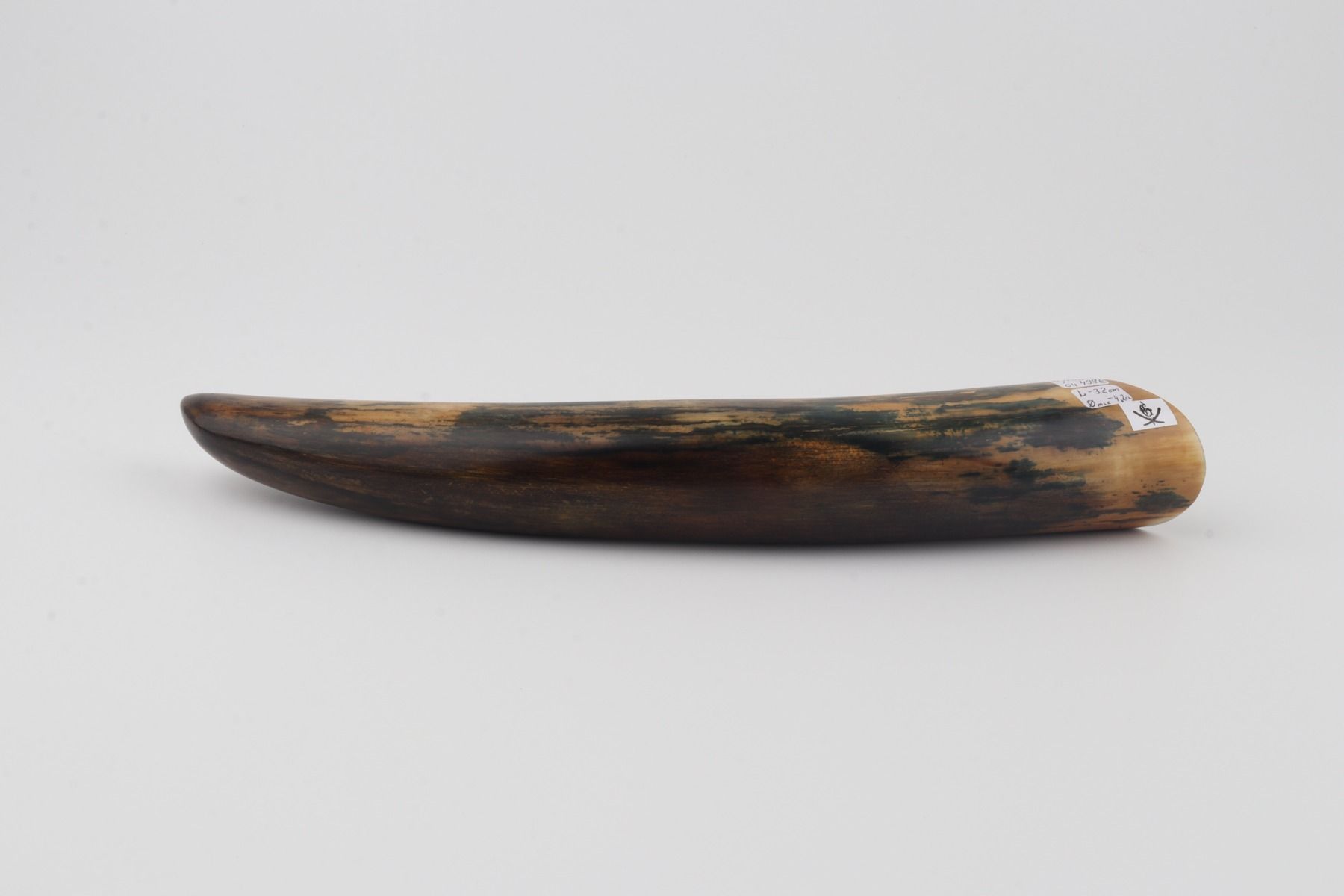 Restore mammoth tusk tip