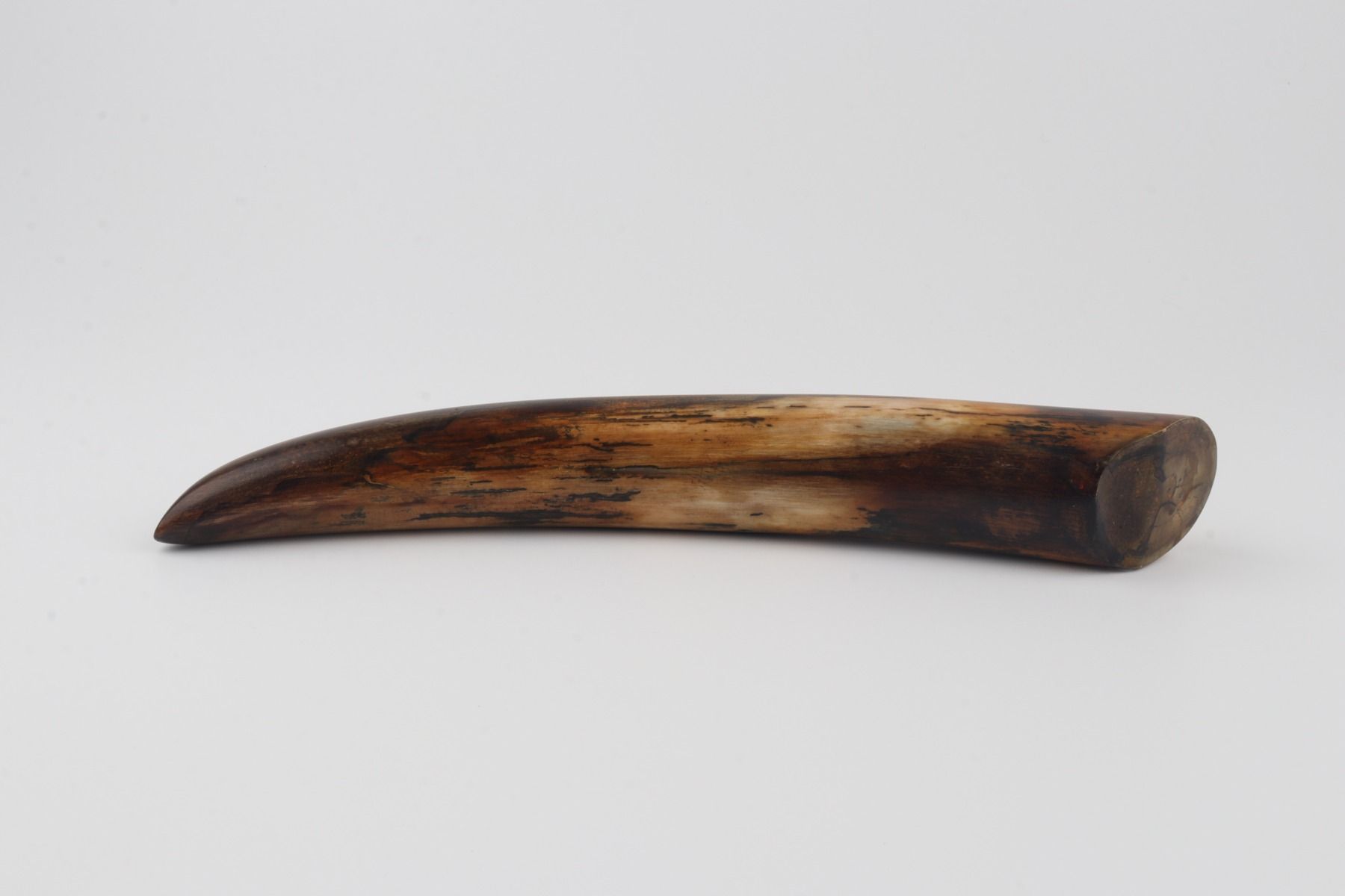 Restore mammoth tusk tip