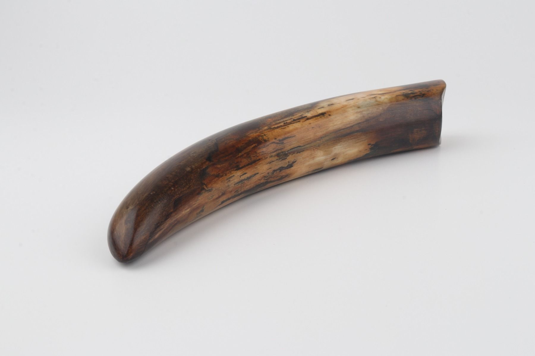 Restore mammoth tusk tip
