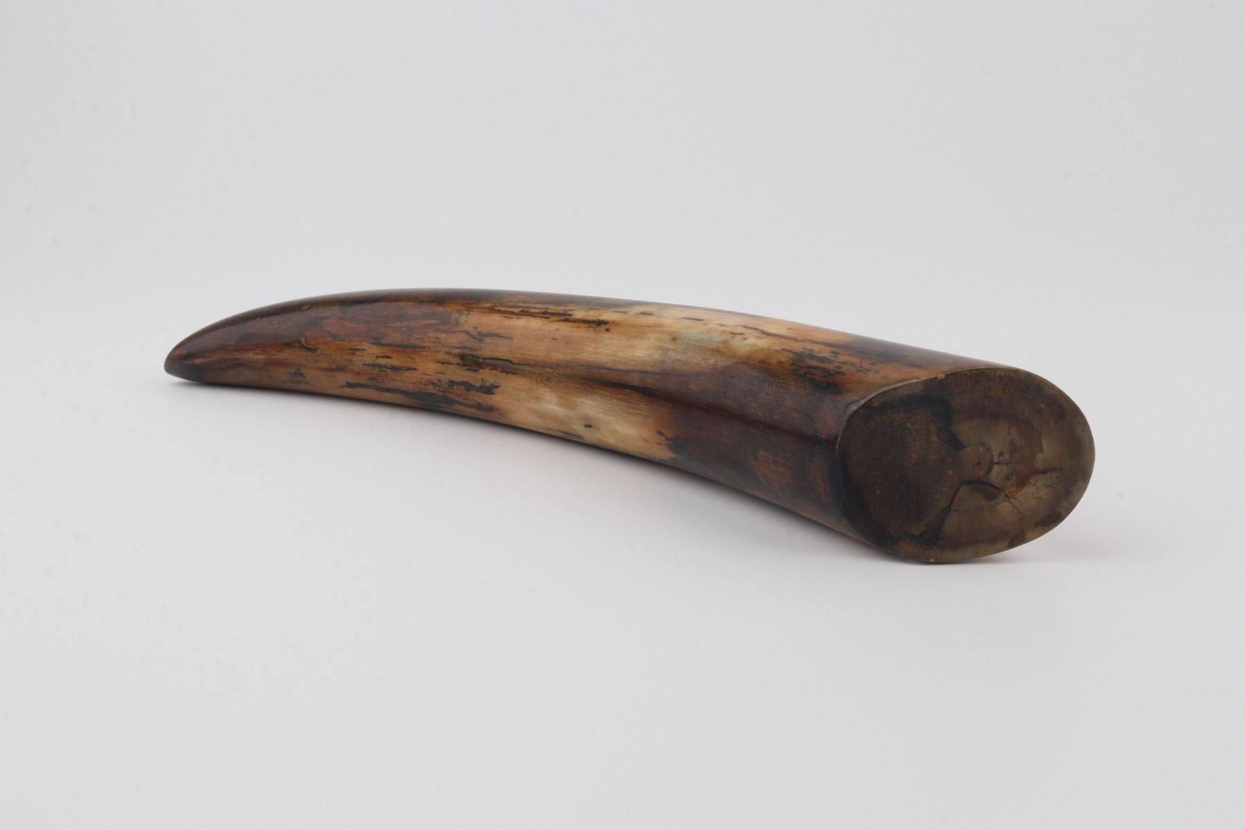 Restore mammoth tusk tip