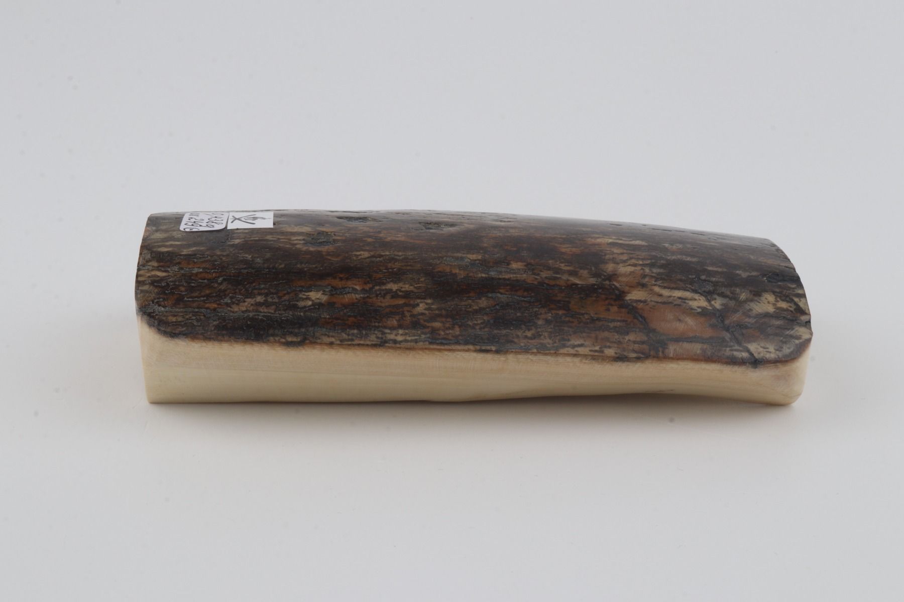 Brown-grey mammoth bark
