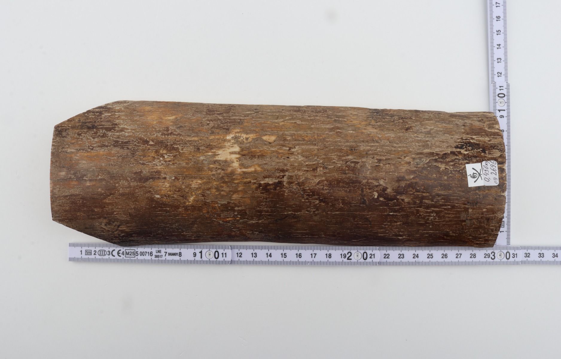 Beige mammoth bark