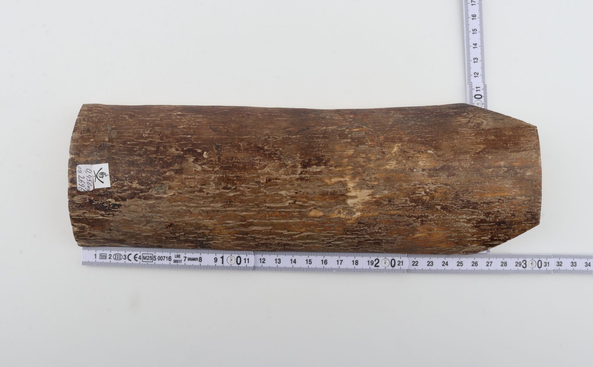 Beige mammoth bark