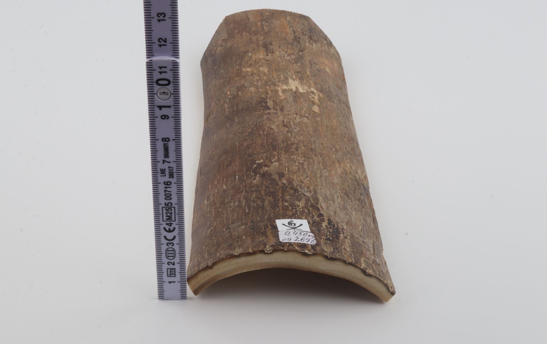 Beige mammoth bark