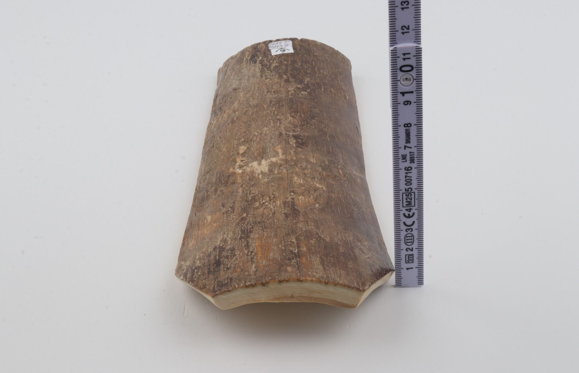 Beige mammoth bark