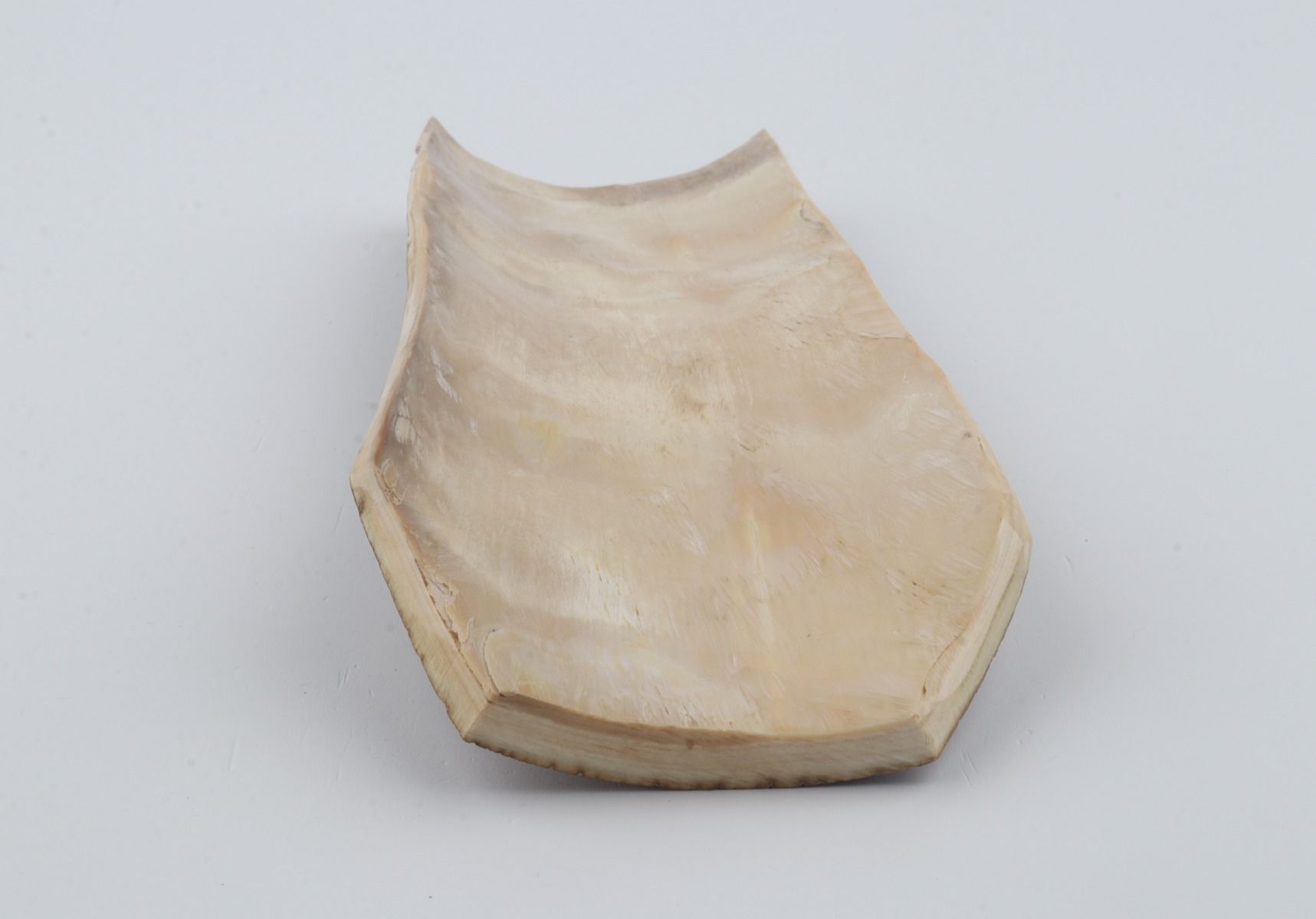 Beige mammoth bark