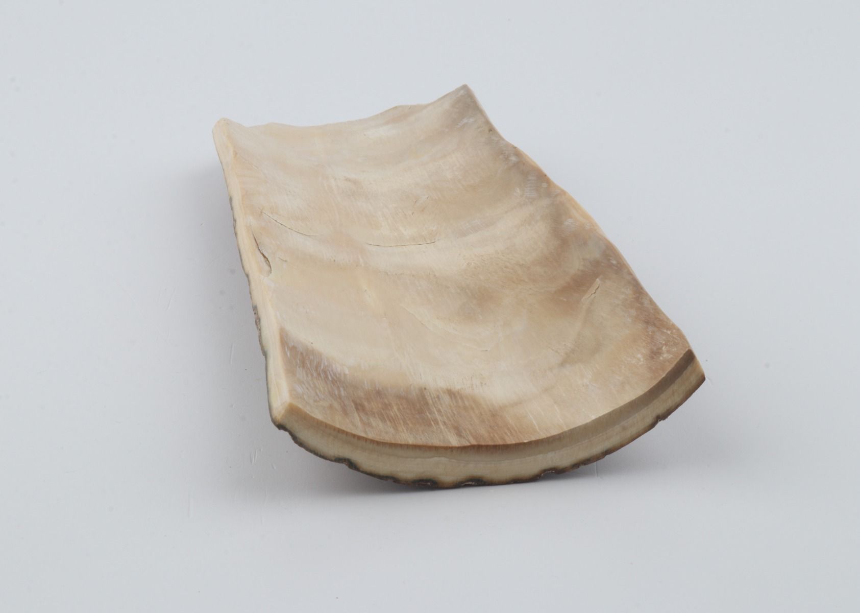 Beige mammoth bark