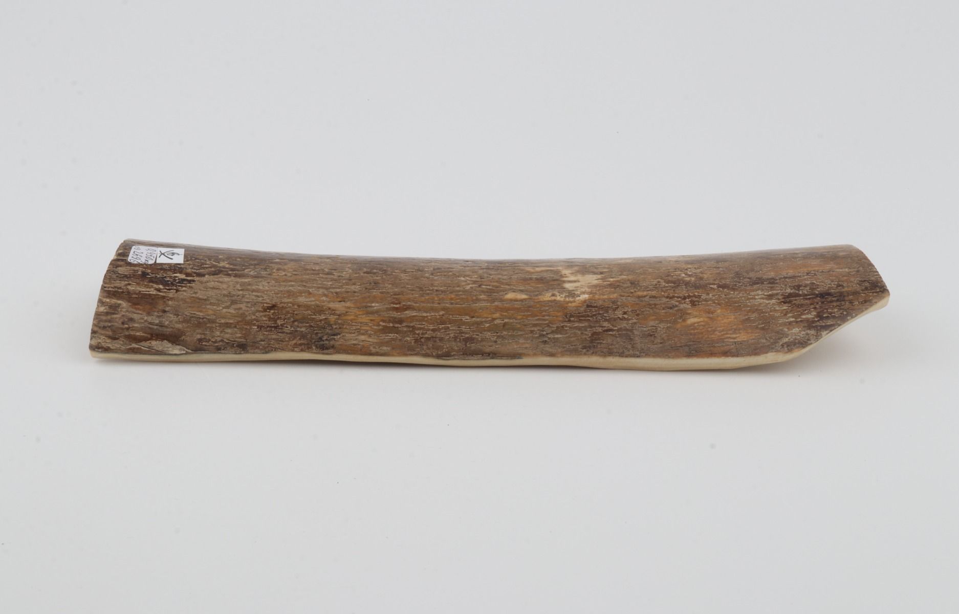 Beige mammoth bark