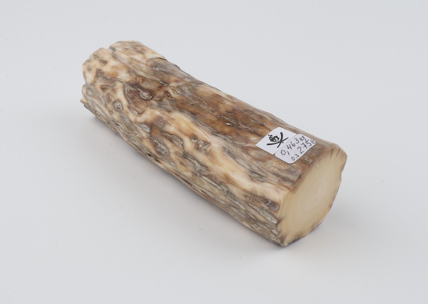 Round mammoth tusk piece