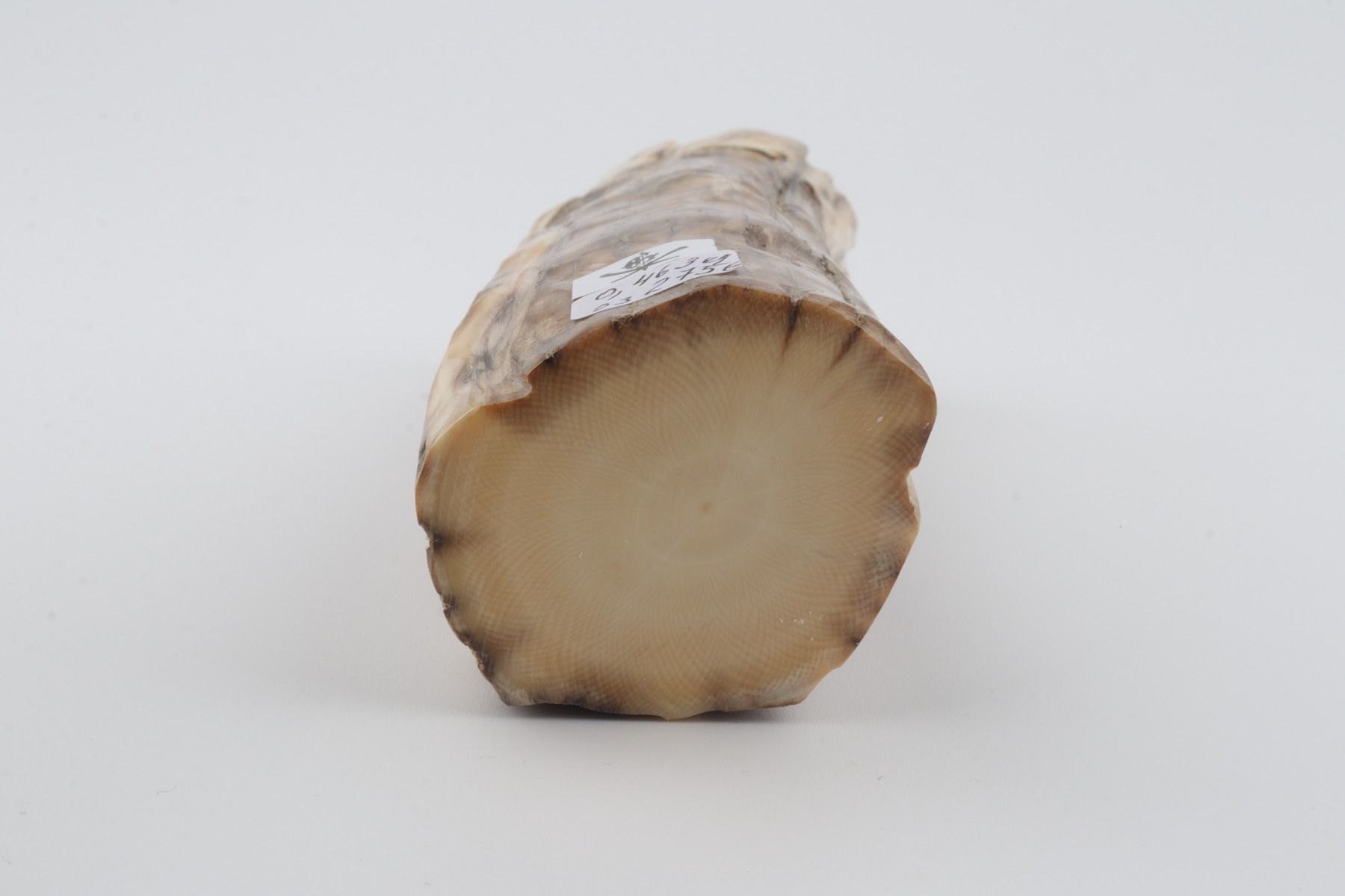 Round mammoth tusk piece