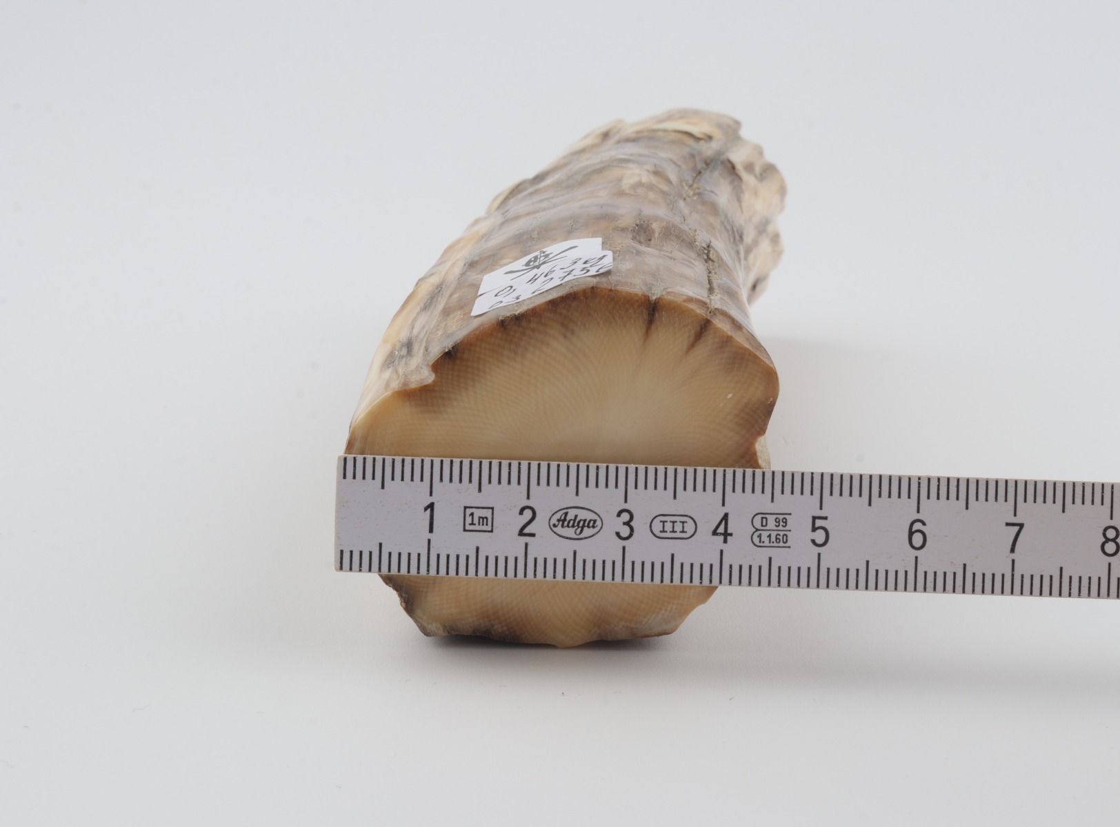 Round mammoth tusk piece
