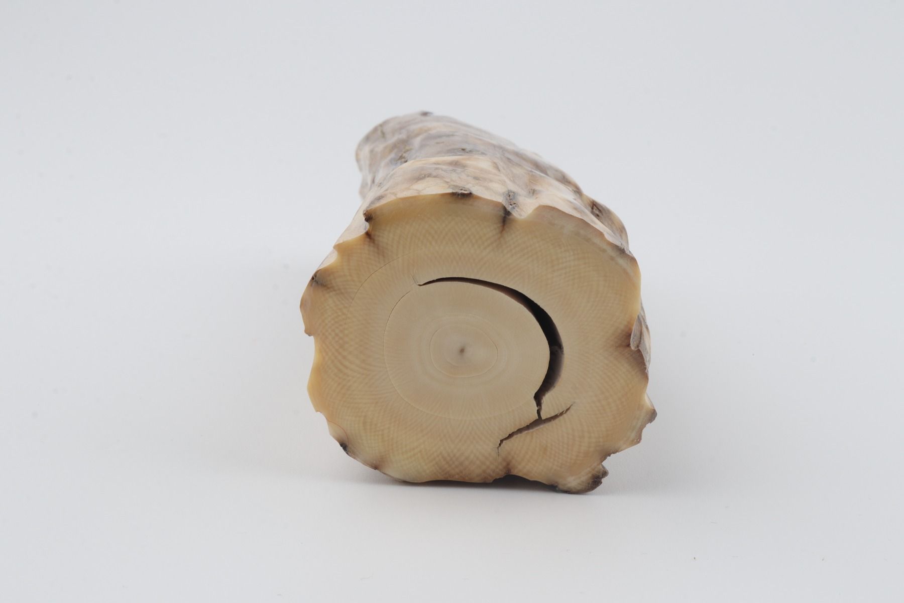 Round mammoth tusk piece