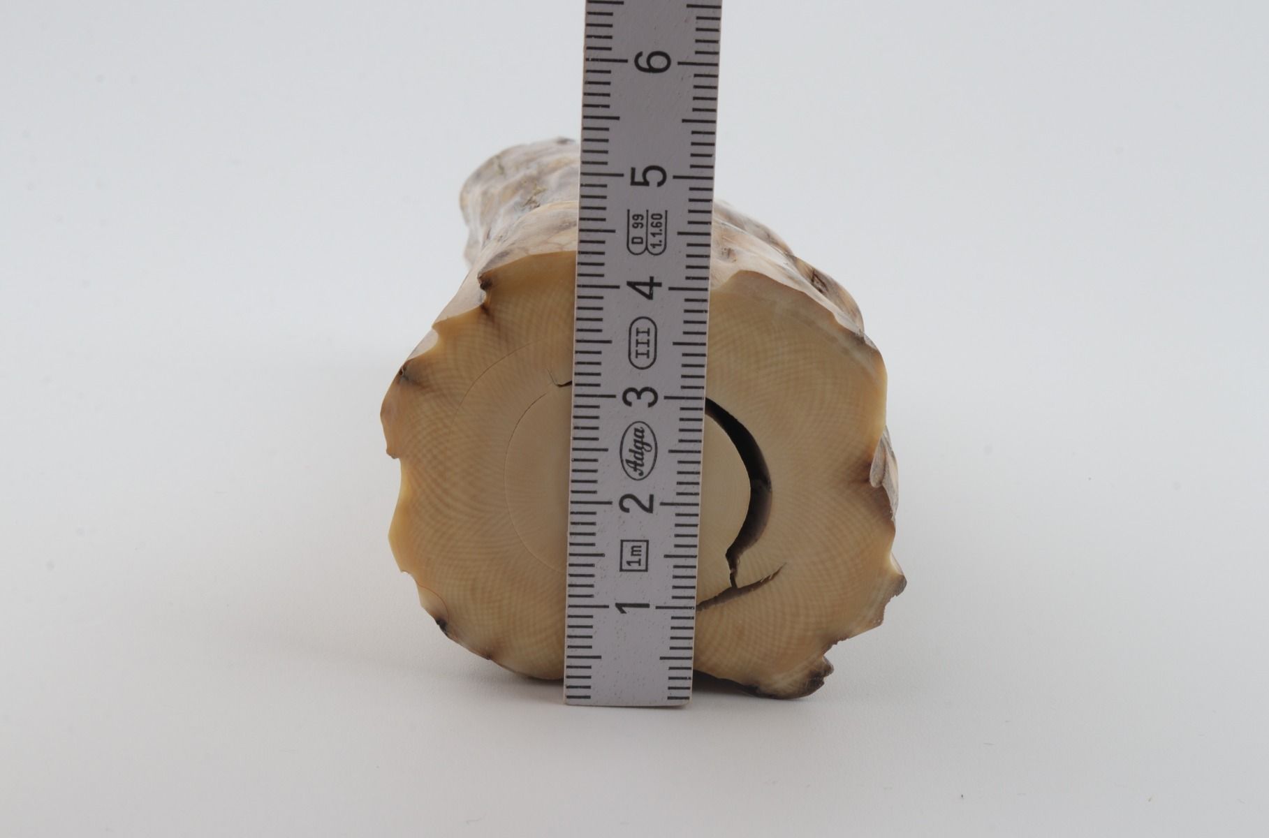 Round mammoth tusk piece
