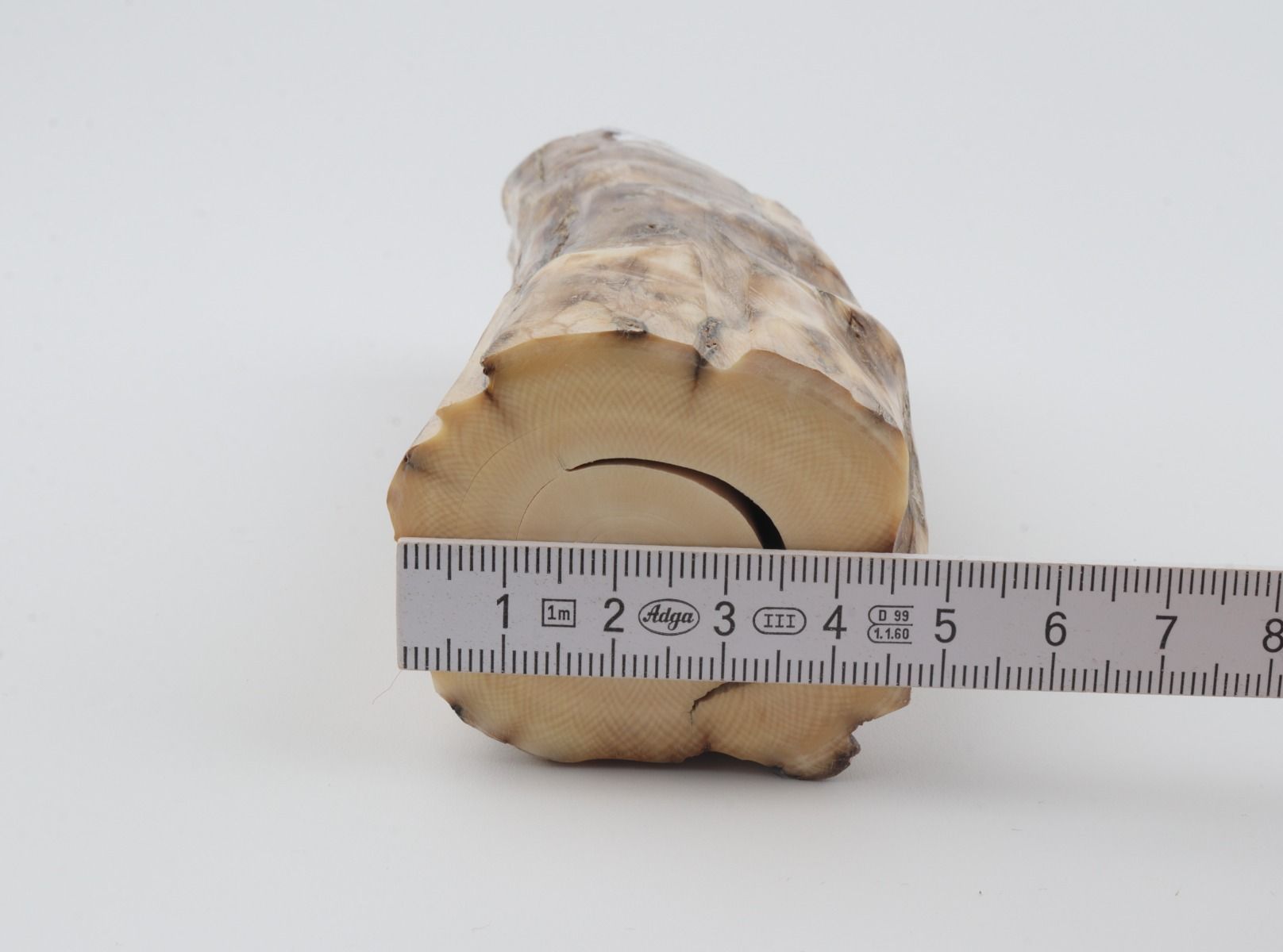 Round mammoth tusk piece