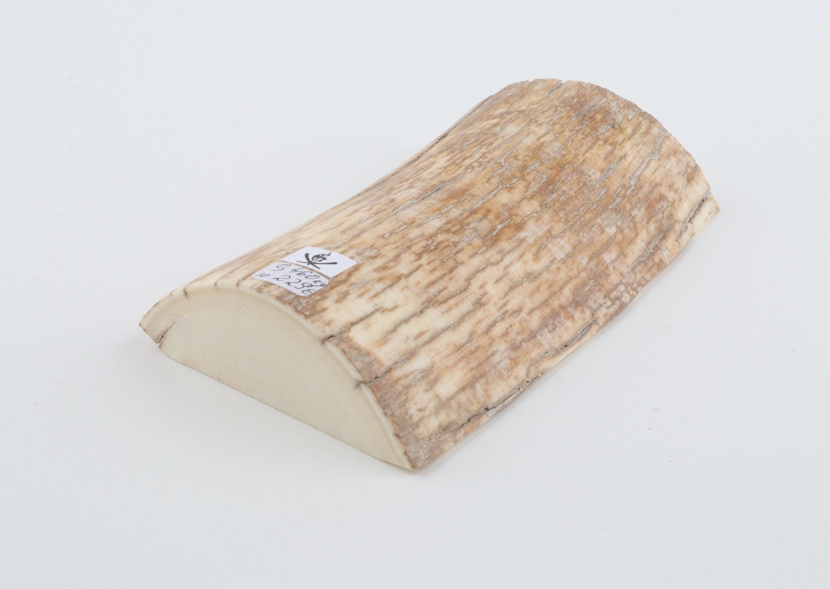 Natural mammoth ivory piece
