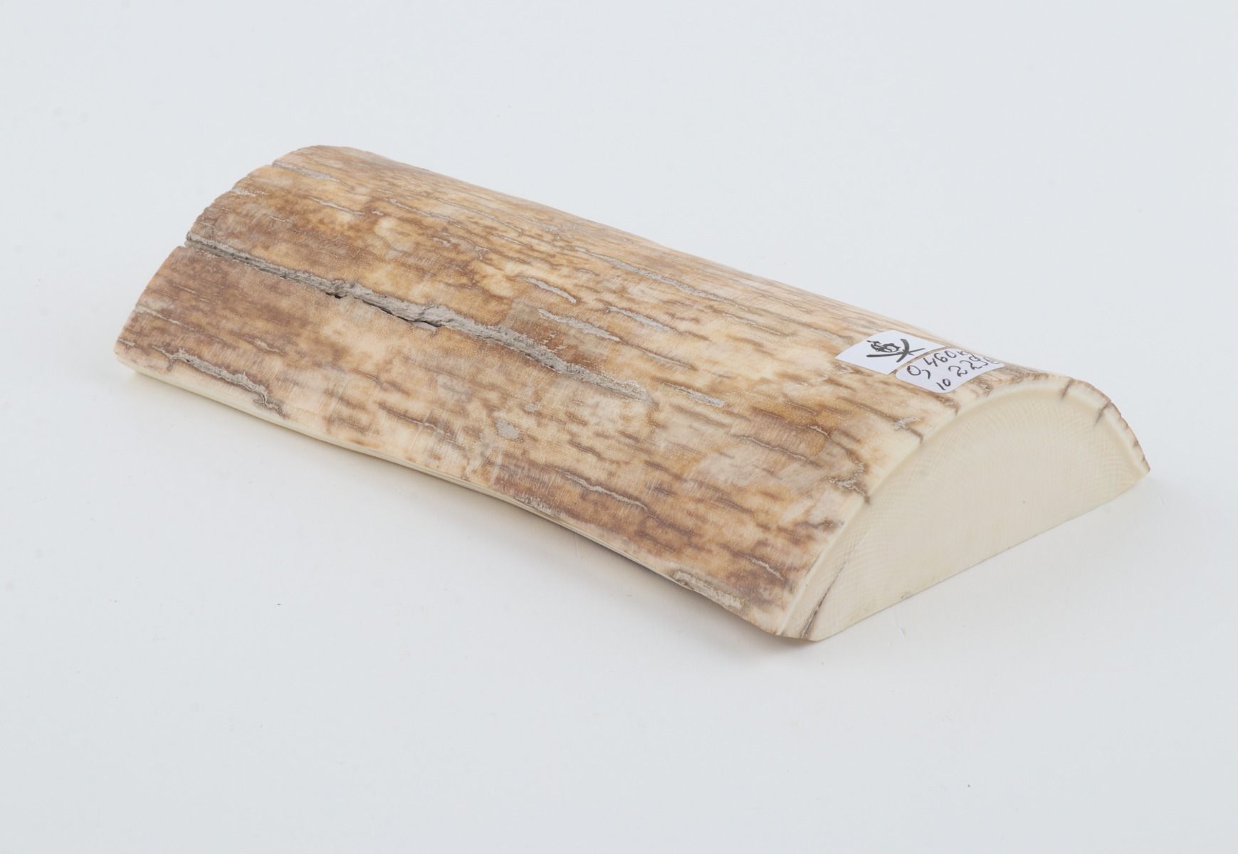 Natural mammoth ivory piece