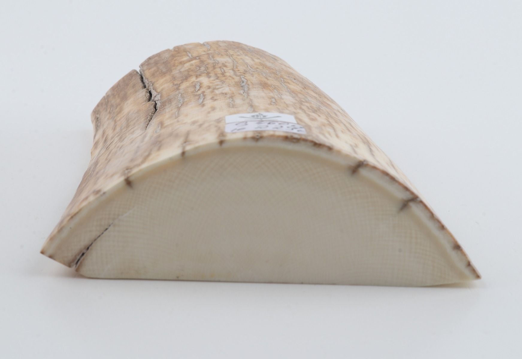 Natural mammoth ivory piece