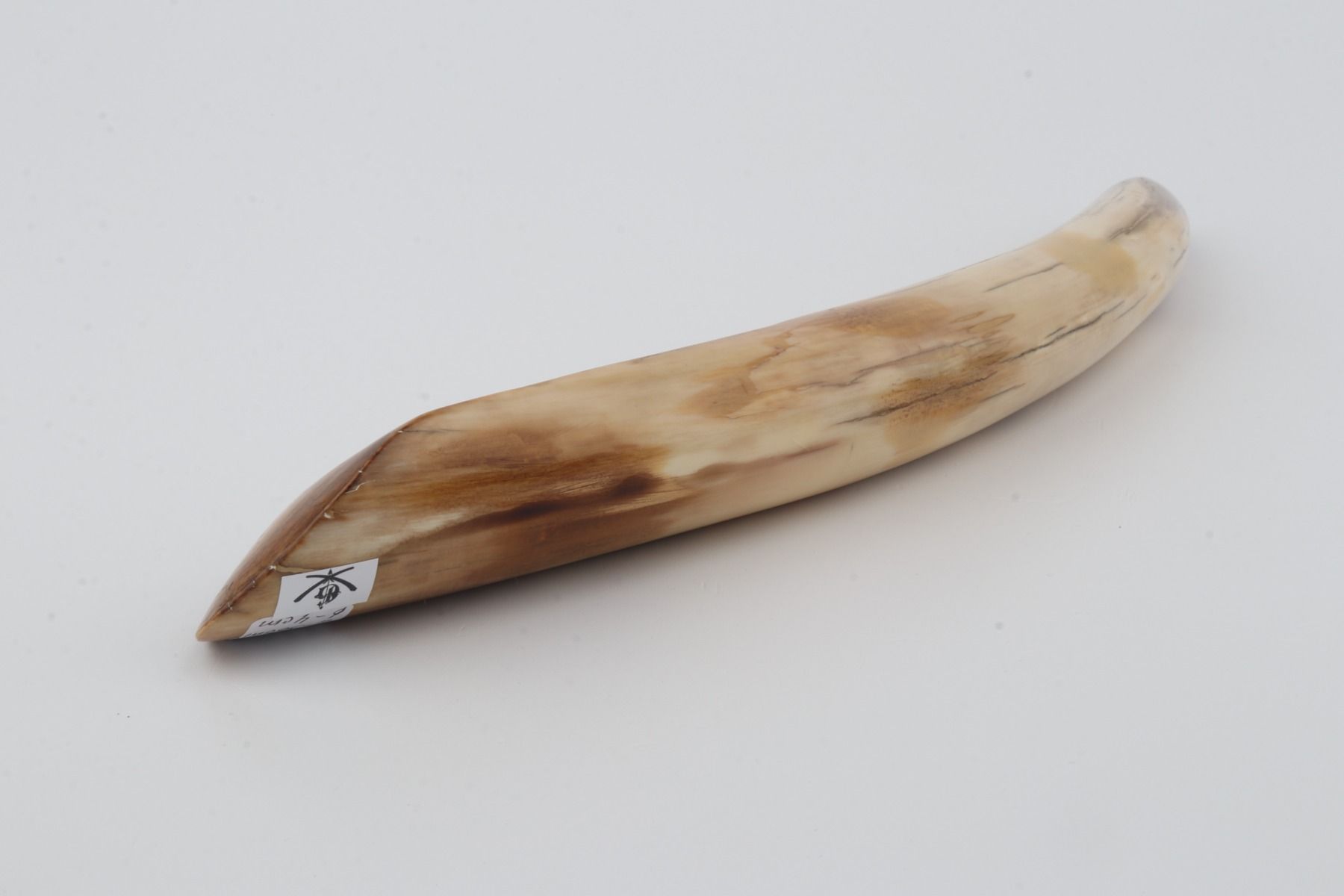 Restored mammoth tusk tip