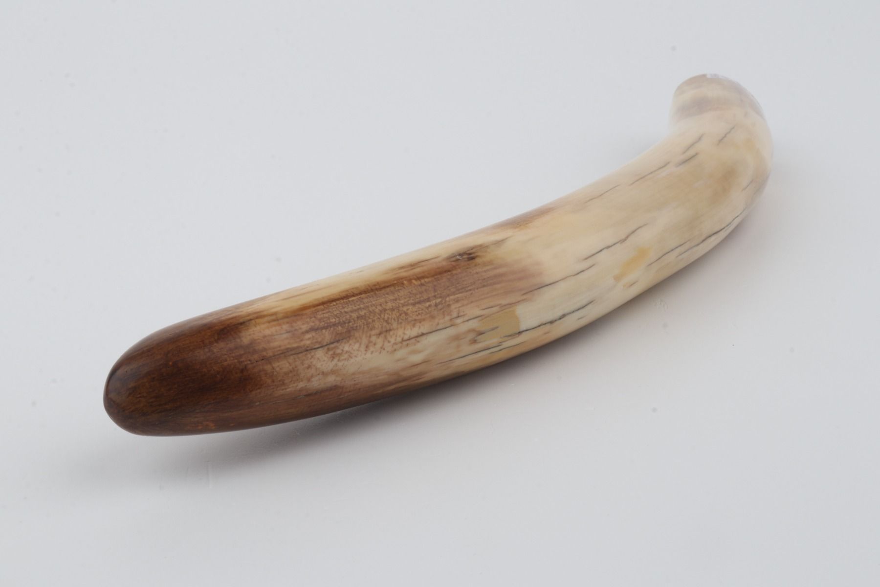 Restored mammoth tusk tip