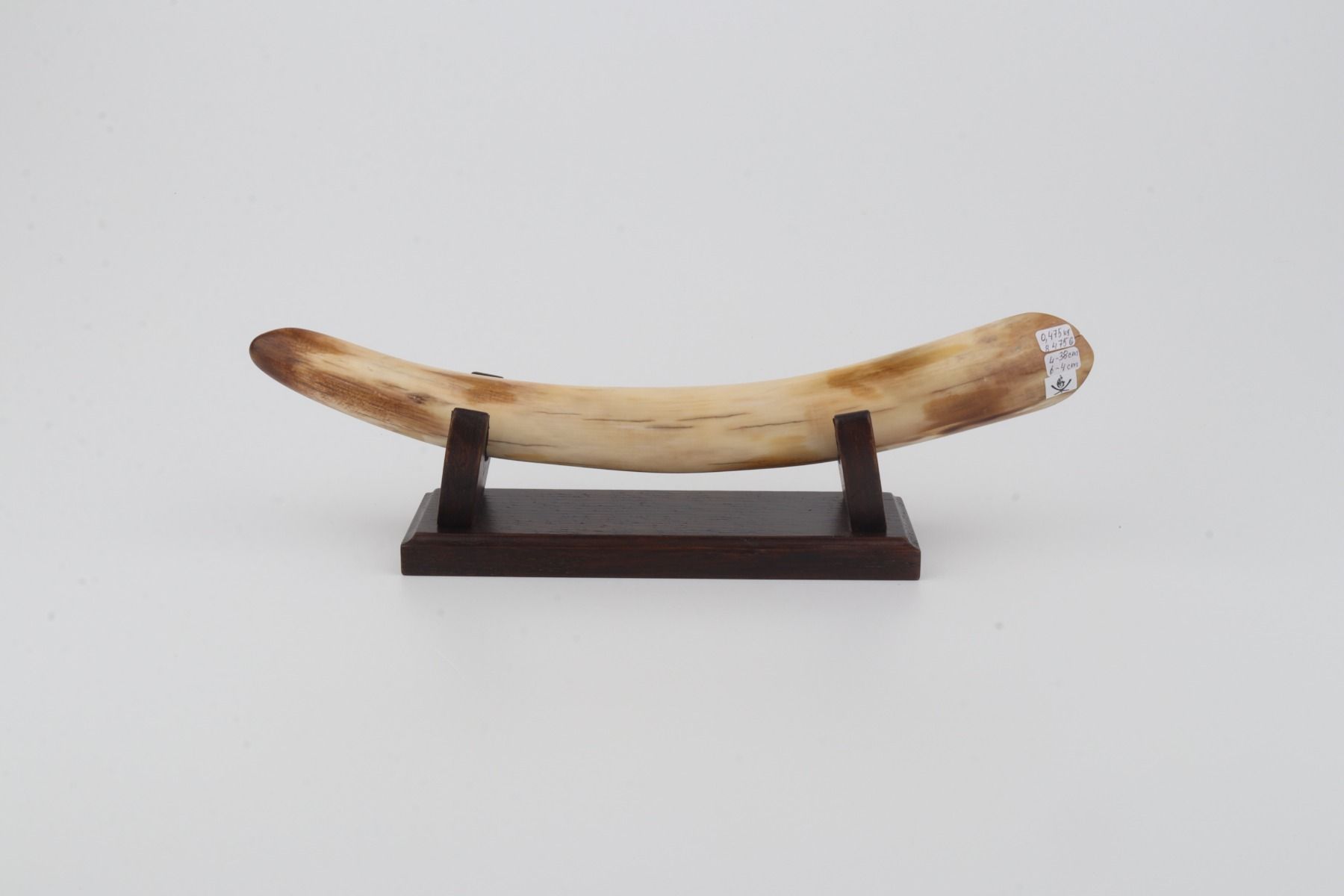 Restored mammoth tusk tip
