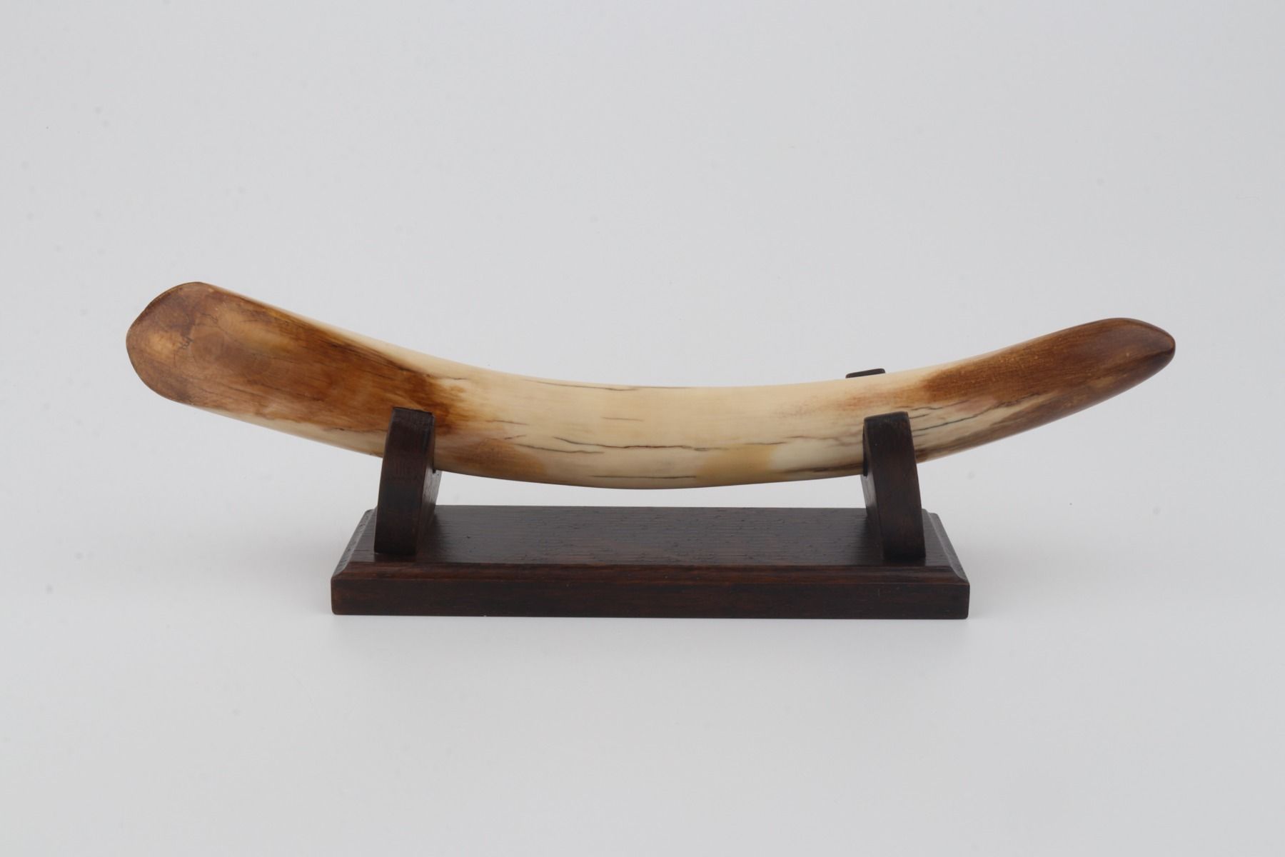 Restored mammoth tusk tip