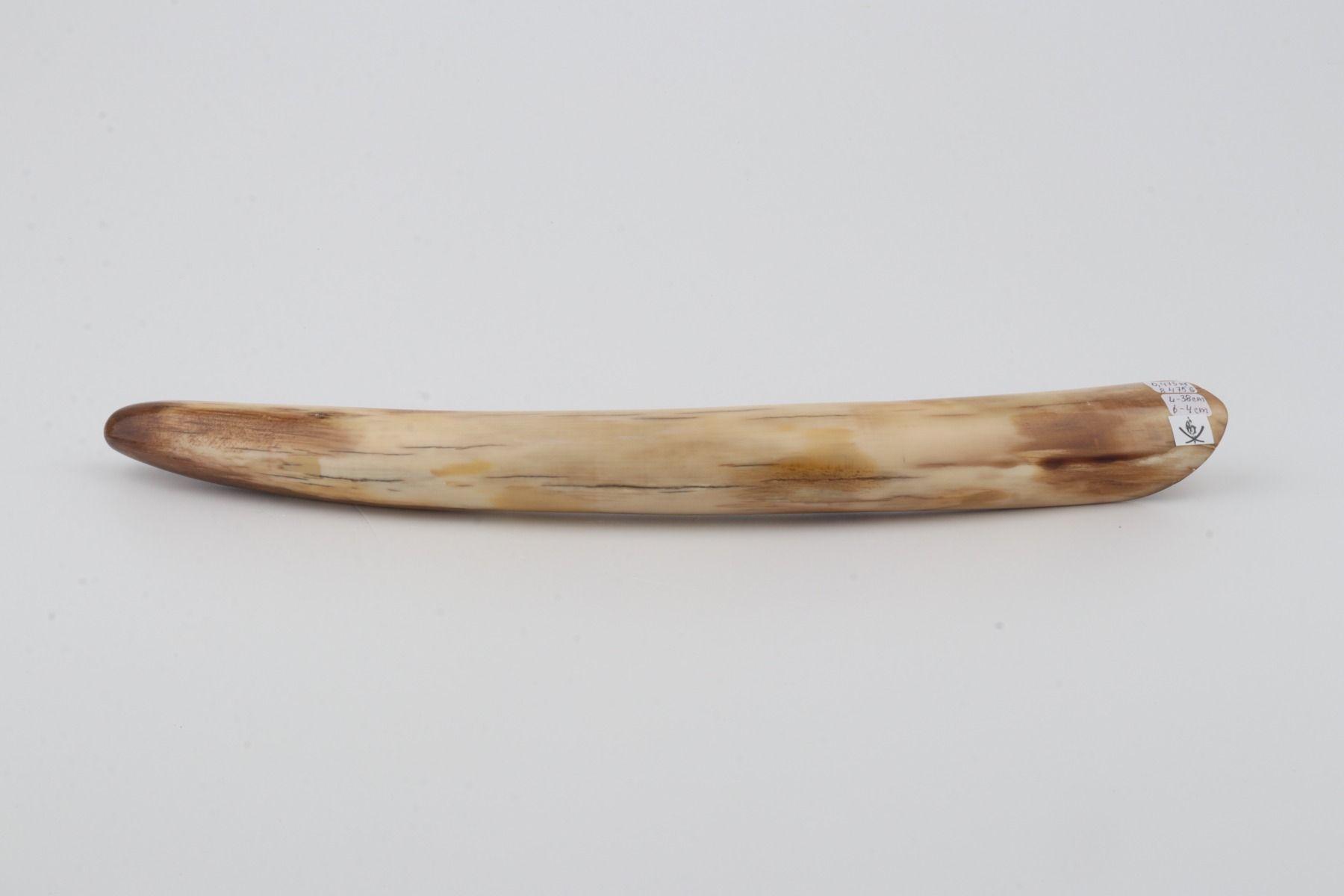 Restored mammoth tusk tip