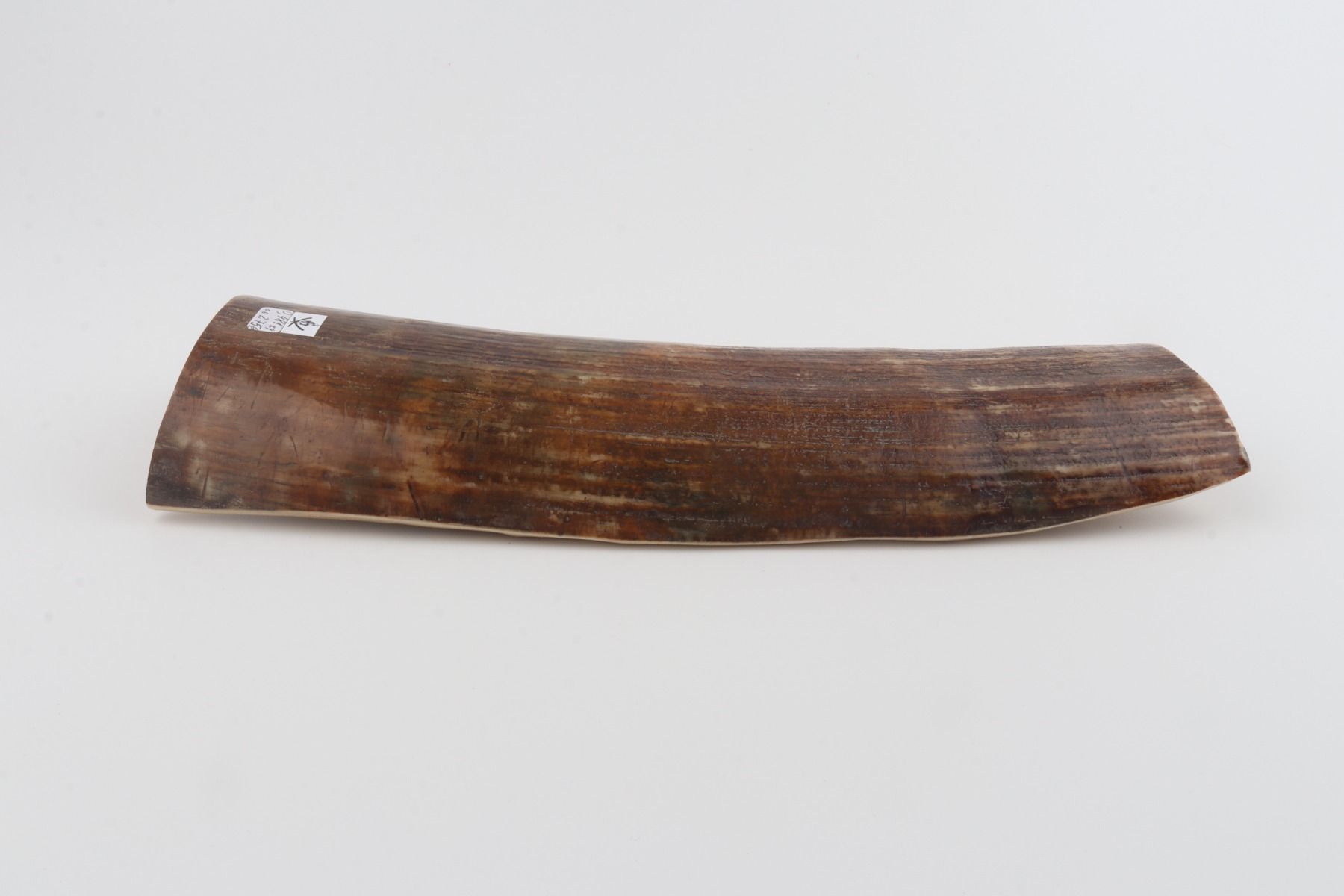 Brown mammoth bark